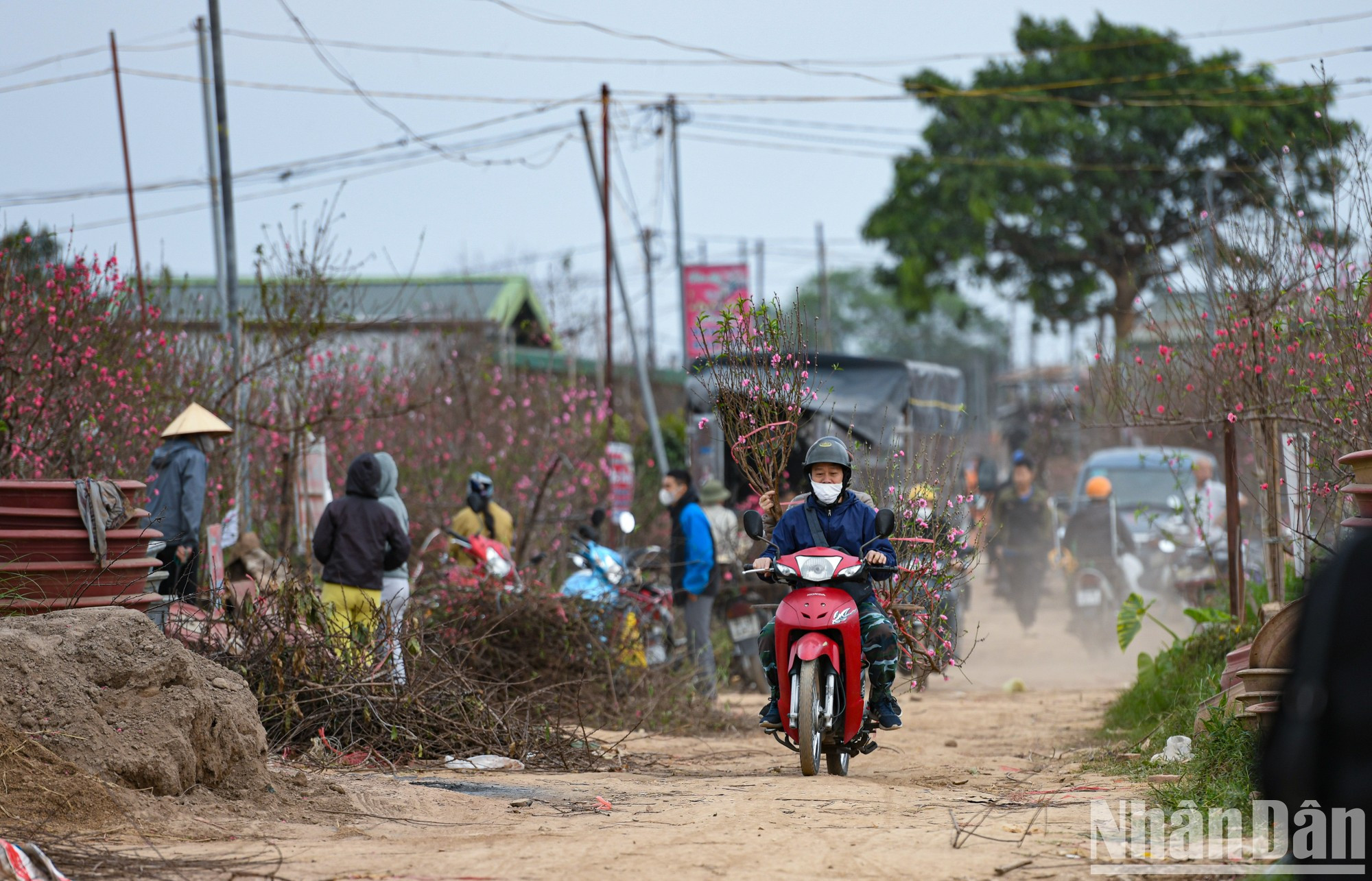 Это тот случай, когда люди приезжают в персиковую деревню, чтобы выбрать и купить самые красивые ветки для украшения дома. Это тот случай, когда люди приезжают в персиковую деревню, чтобы выбрать и купить самые красивые ветки для украшения дома.
