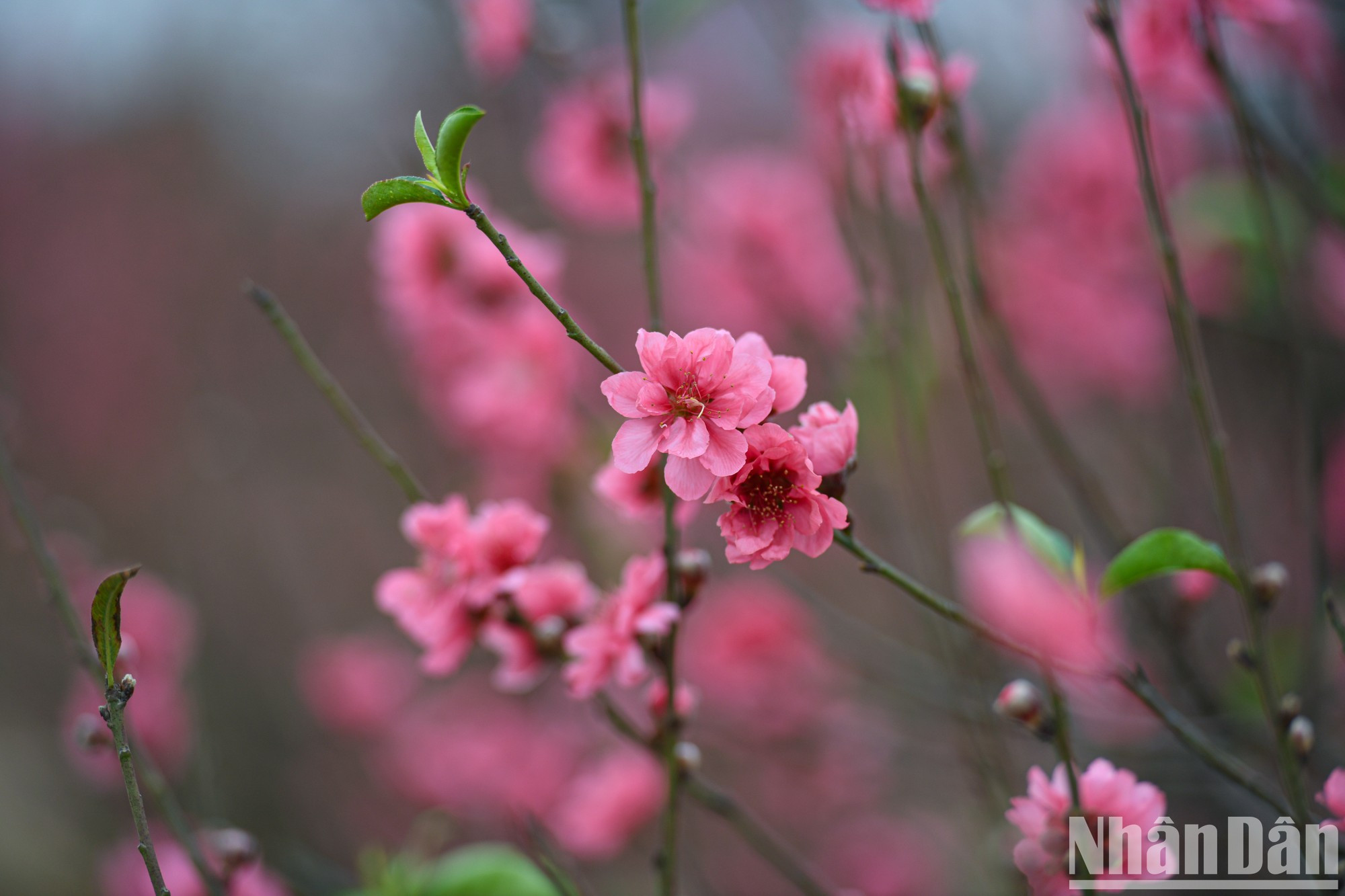 Персик здесь славится своими крупными, красивыми и толстыми лепестками. Персик здесь славится своими крупными, красивыми и толстыми лепестками.