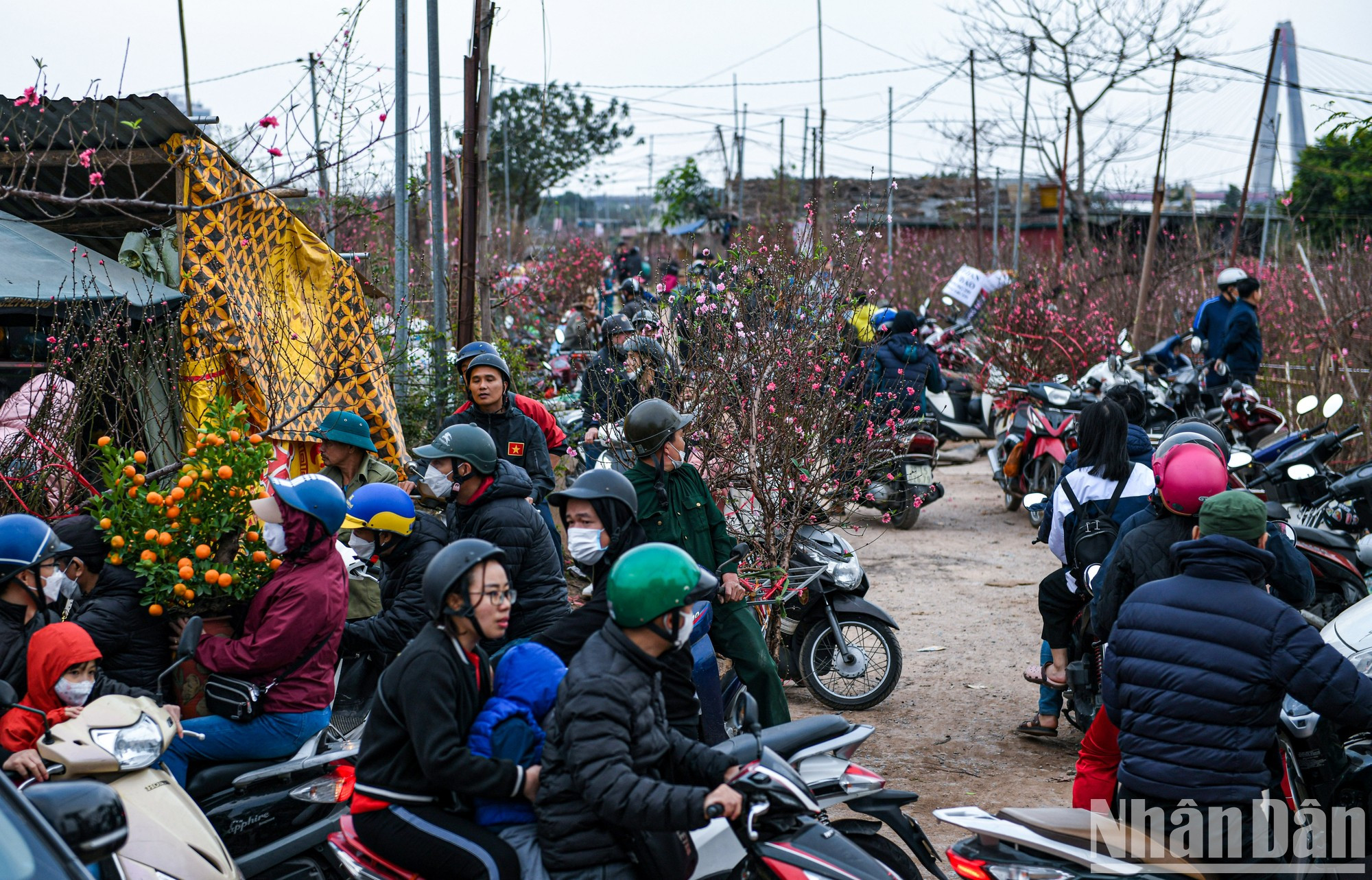 Атмосфера в персиковых садах Няттан в эти дни довольно оживленная и суетливая. Атмосфера в персиковых садах Няттан в эти дни довольно оживленная и суетливая.