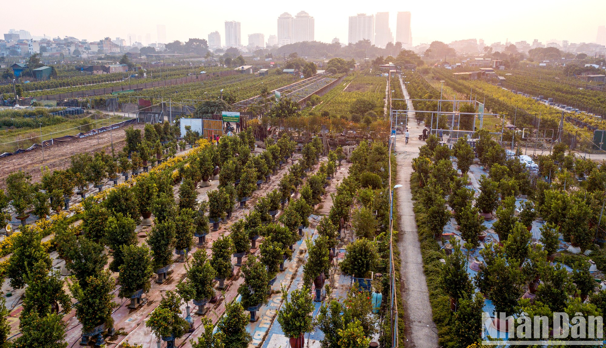 Во время приближения Лунного Нового года, просто приезжая в деревню кумкватов Тылиен, люди могут легко почувствовать атмосферу наступающего Тэта. Во время приближения Лунного Нового года, просто приезжая в деревню кумкватов Тылиен, люди могут легко почувствовать атмосферу наступающего Тэта.