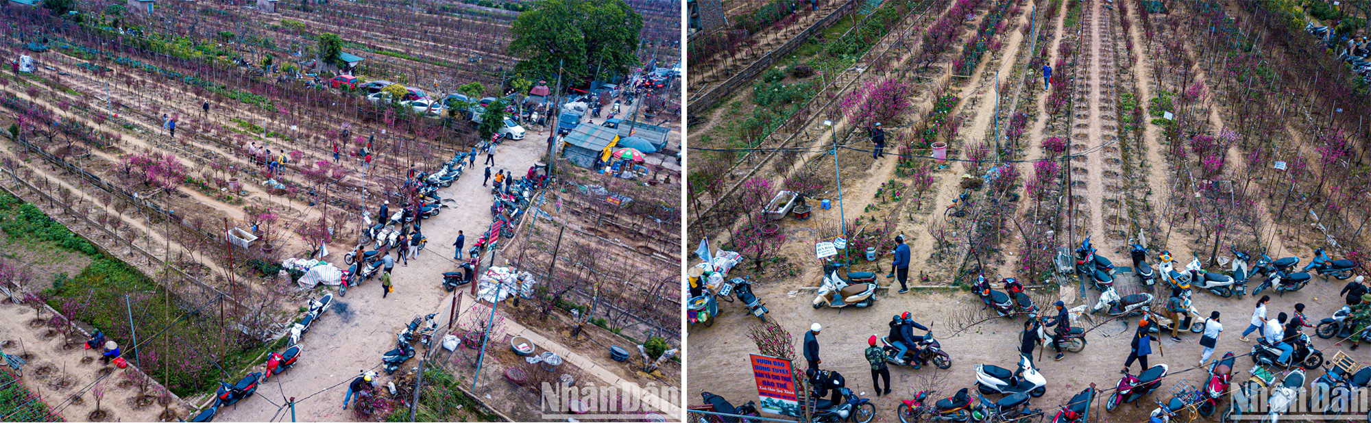 Оживленная сцена разговоров покупателей и продавцов в персиковых садах Няттан, вид сверху. Оживленная сцена разговоров покупателей и продавцов в персиковых садах Няттан, вид сверху.