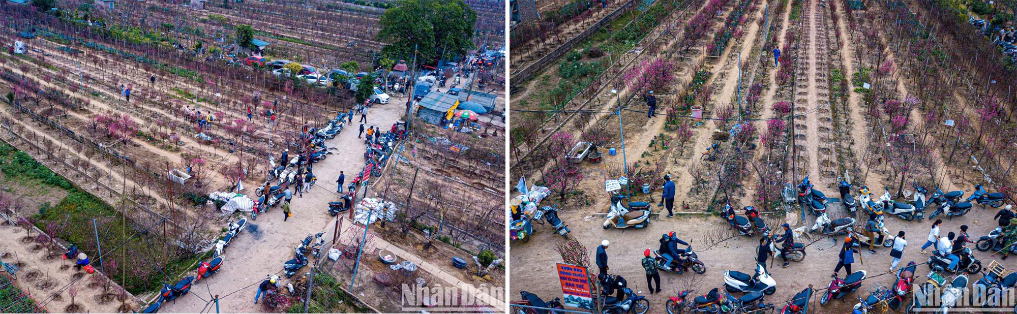 Оживленная сцена разговоров покупателей и продавцов в персиковых садах Няттан, вид сверху.