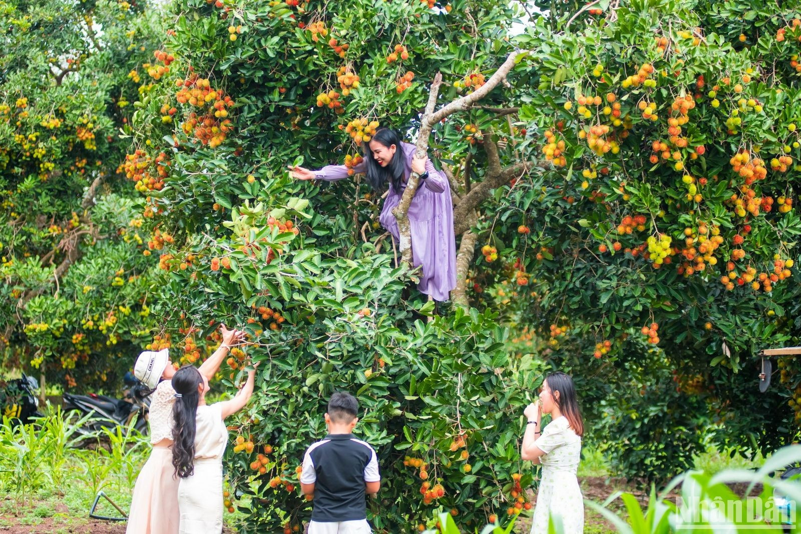 Деревья рамбутана, полные спелых фруктов, привлекают посетителей в сад, чтобы не только посетить его, но и попробовать сладость в свежем природном пространстве.