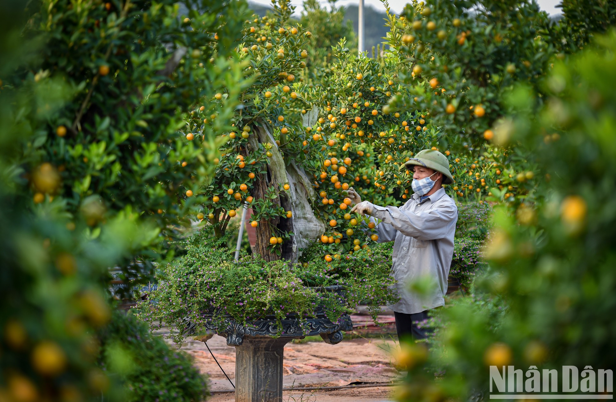 В традиционной ремесленной деревне декоративных кумкватов Тылиен многие садоводы выпустили на рынок кумкваты с корягами, кумкваты с открытыми корнями или кумкваты, выращенные над моделью старого дома... В традиционной ремесленной деревне декоративных кумкватов Тылиен многие садоводы выпустили на рынок кумкваты с корягами, кумкваты с открытыми корнями или кумкваты, выращенные над моделью старого дома...