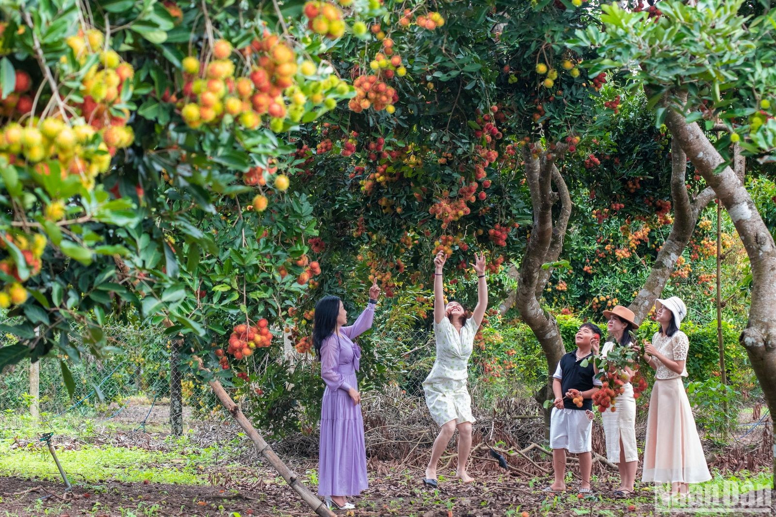 В течение 9 дней на Фестивале фруктов Лонгкхань также будут проводиться мероприятия по представлению и продаже характерных местных сельскохозяйственных продуктов и фруктов.