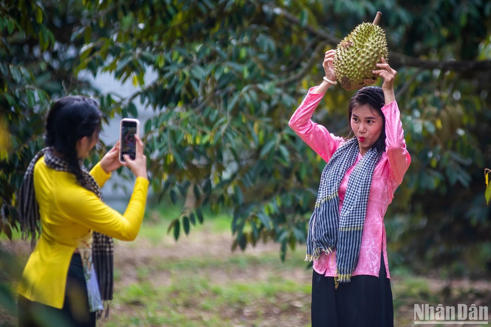 Посетители приходят в дуриановый сад и делают фотографии.