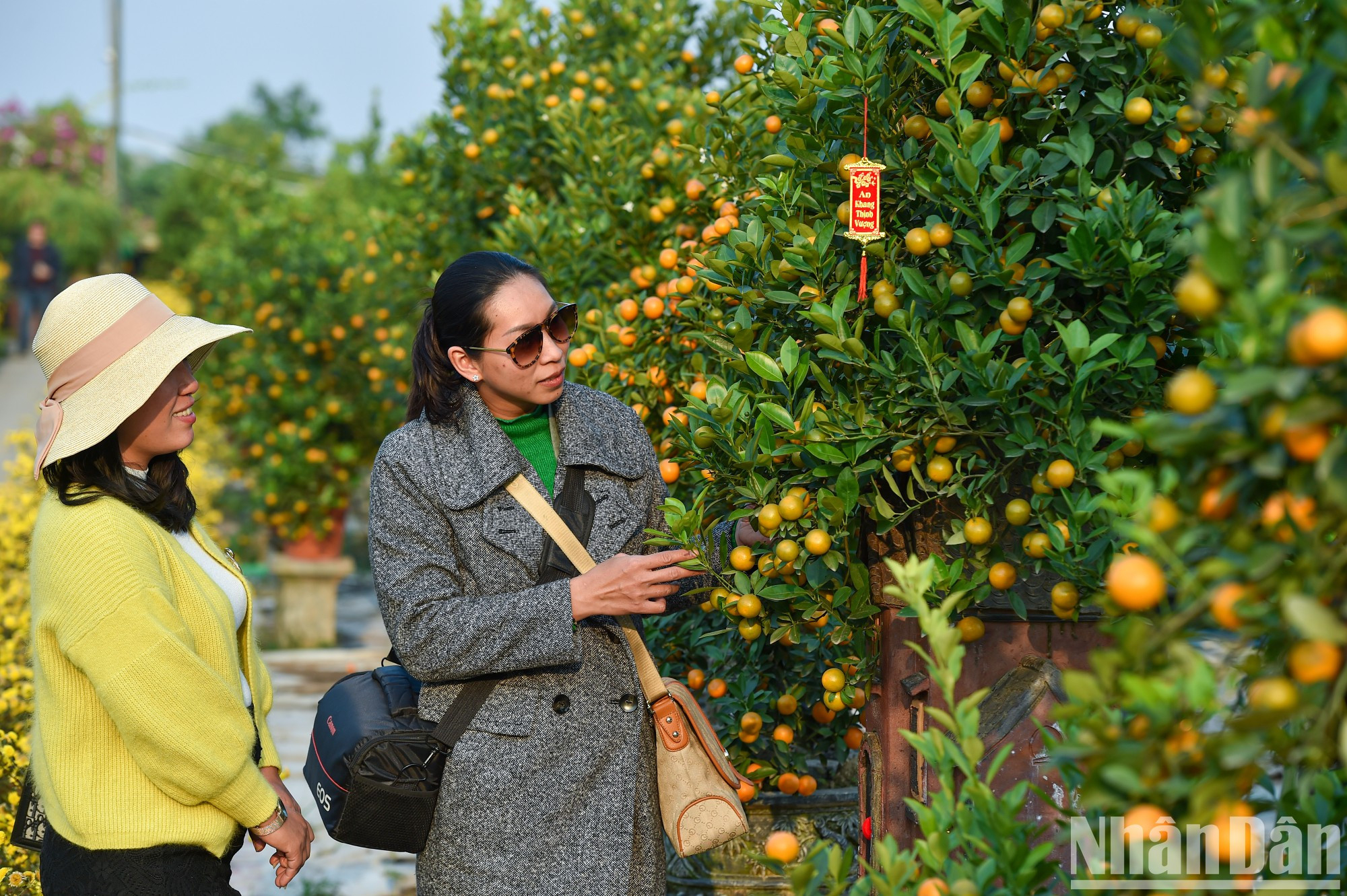 Многие люди предпочитают покупать кумкват с зелеными плодами, чтобы постепенно почувствовать зрелость, рост дерева от зеленых к желтым, оранжевым и красным плодам. Многие люди предпочитают покупать кумкват с зелеными плодами, чтобы постепенно почувствовать зрелость, рост дерева от зеленых к желтым, оранжевым и красным плодам.