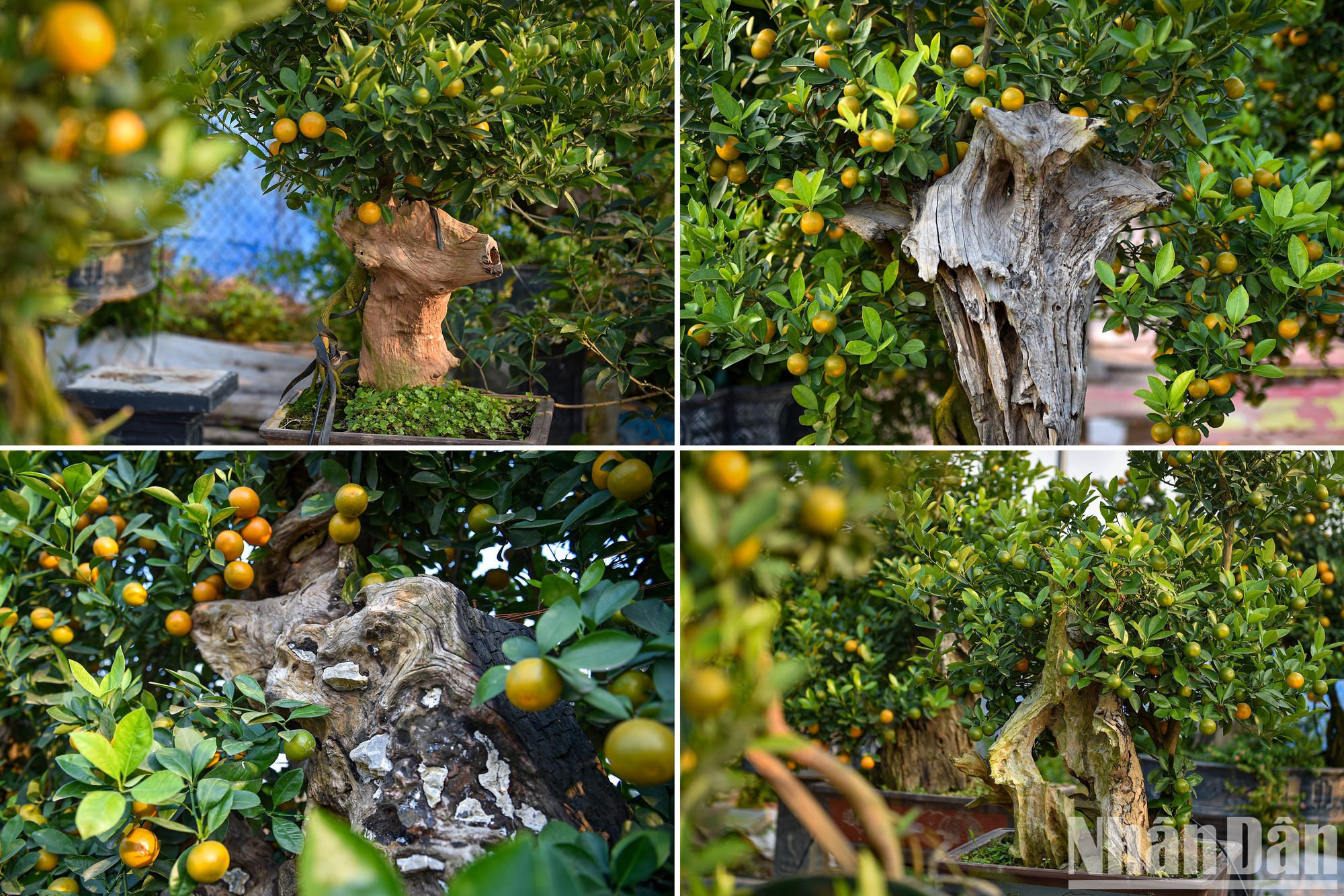 Г-жа Нго Тху Чанг, владелица декоративного сада Суанлок (Тылиен, Тэйхо), сказала, что сочетание деревьев кумквата и коряг создало очень уникальное произведение бонсай на Тэт. Г-жа Нго Тху Чанг, владелица декоративного сада Суанлок (Тылиен, Тэйхо), сказала, что сочетание деревьев кумквата и коряг создало очень уникальное произведение бонсай на Тэт.