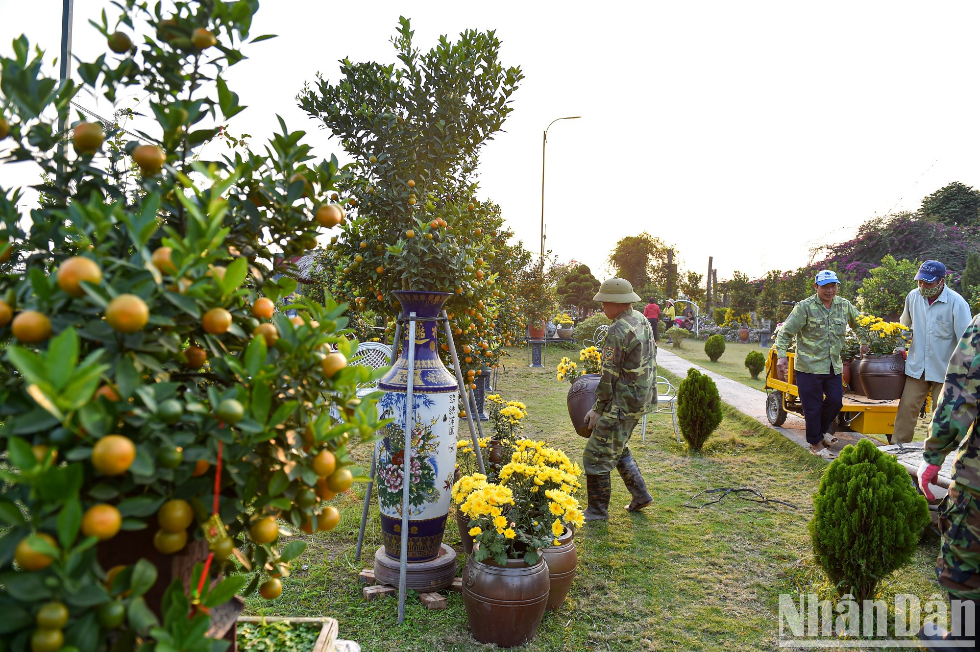 Садоводы кумкватов заняты перемещением деревьев на полки, чтобы доставить их на рынок, удовлетворить потребности людей в покупке. Садоводы кумкватов заняты перемещением деревьев на полки, чтобы доставить их на рынок, удовлетворить потребности людей в покупке.
