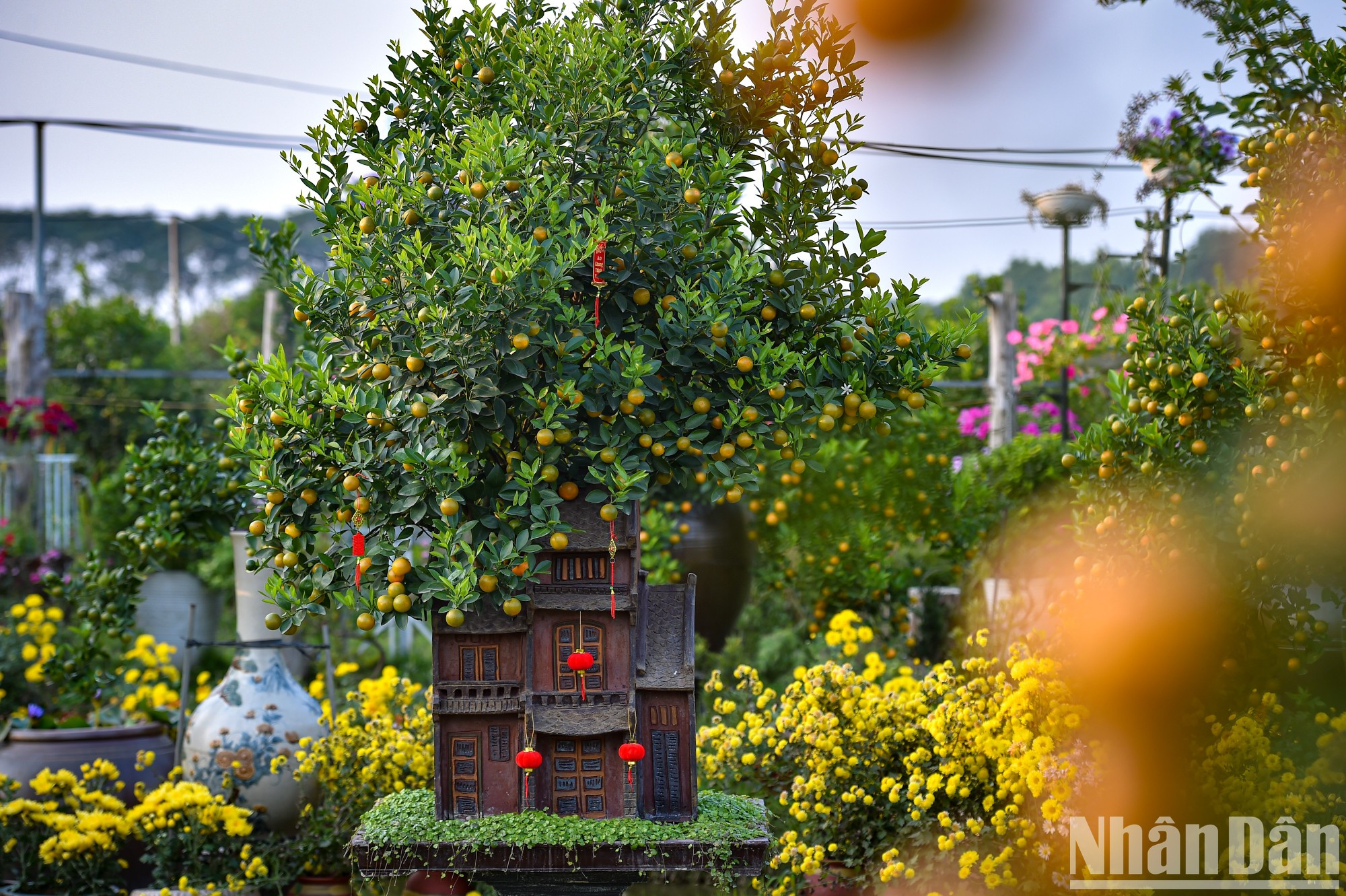Нынешние ряды деревьев в саду очень богаты дизайнами: от миниатюрных до крупных. Нынешние ряды деревьев в саду очень богаты дизайнами: от миниатюрных до крупных.