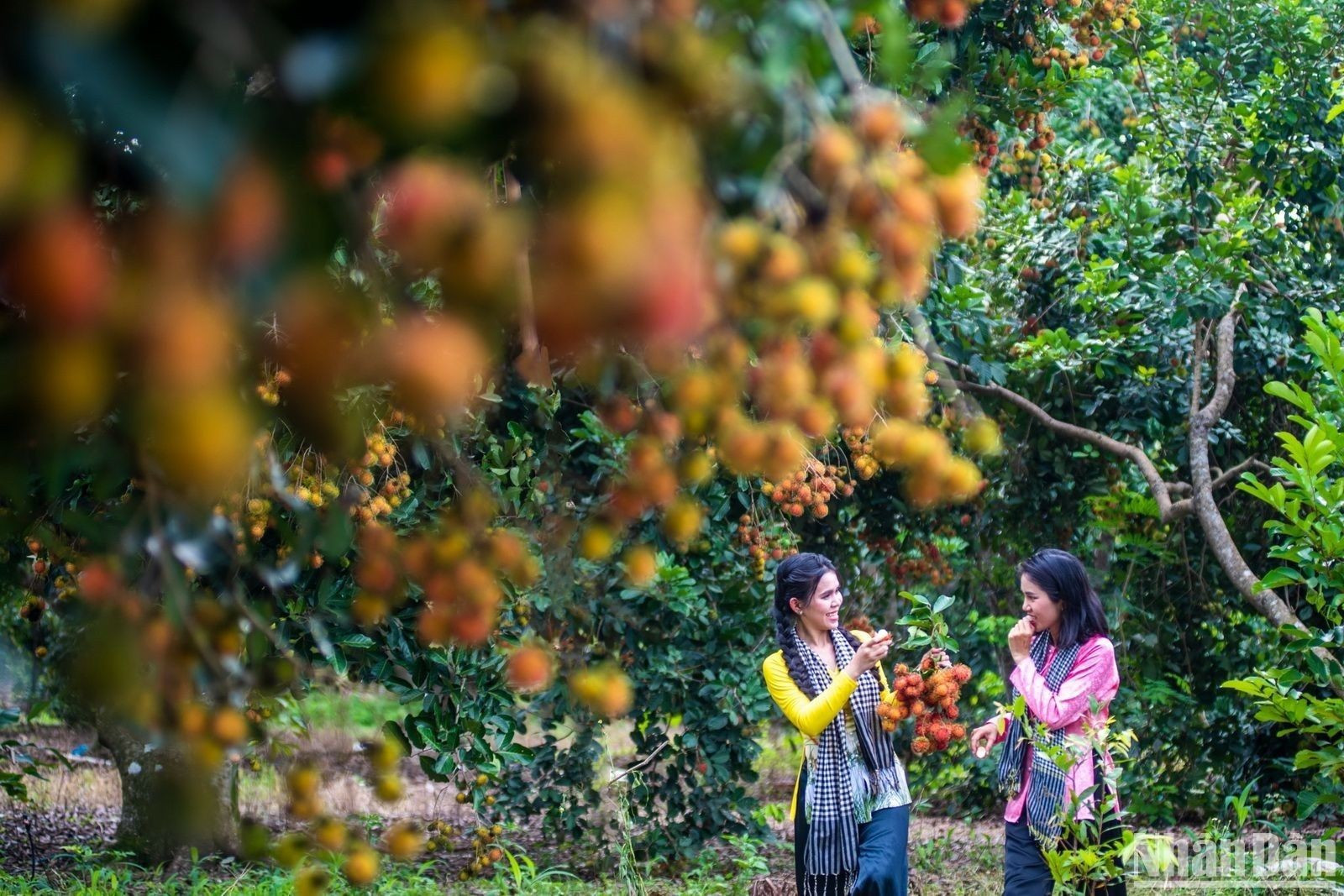 Чтобы привлечь туристов, с 15 по 23 июня будет проходить Фестиваль фруктов Лонгкхань 2023 года с различными мероприятиями, изюминкой которого станет «Неделя чествования фруктов и продуктов OCOP провинции Донгнай».