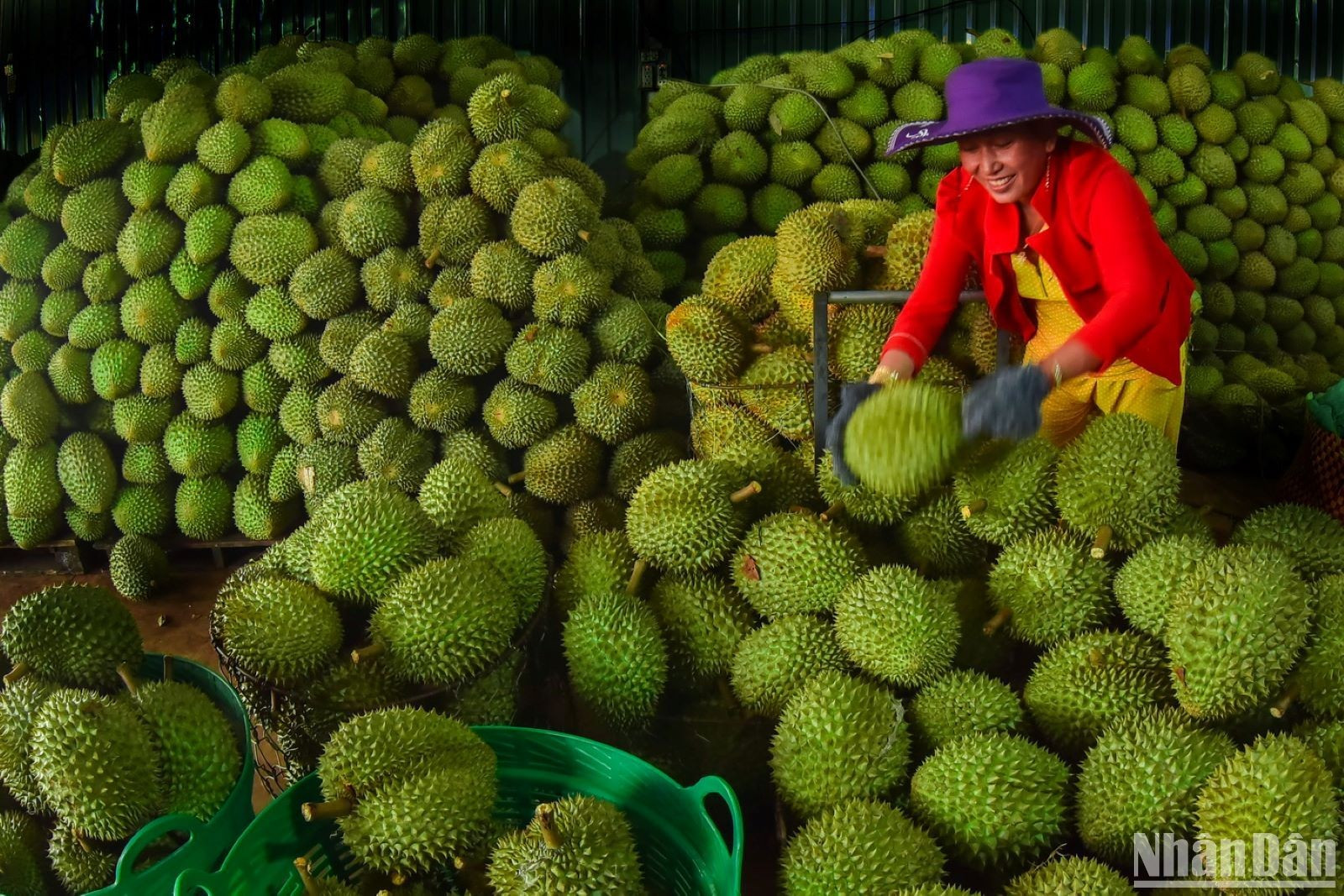 Сейчас сезон урожая не только рамбутана, но и дуриана. Дуриан Лонгкхань считается вкусным и известным в восточной части Южного Вьетнама. Фрукт такого качества редко можно найти где-либо еще.