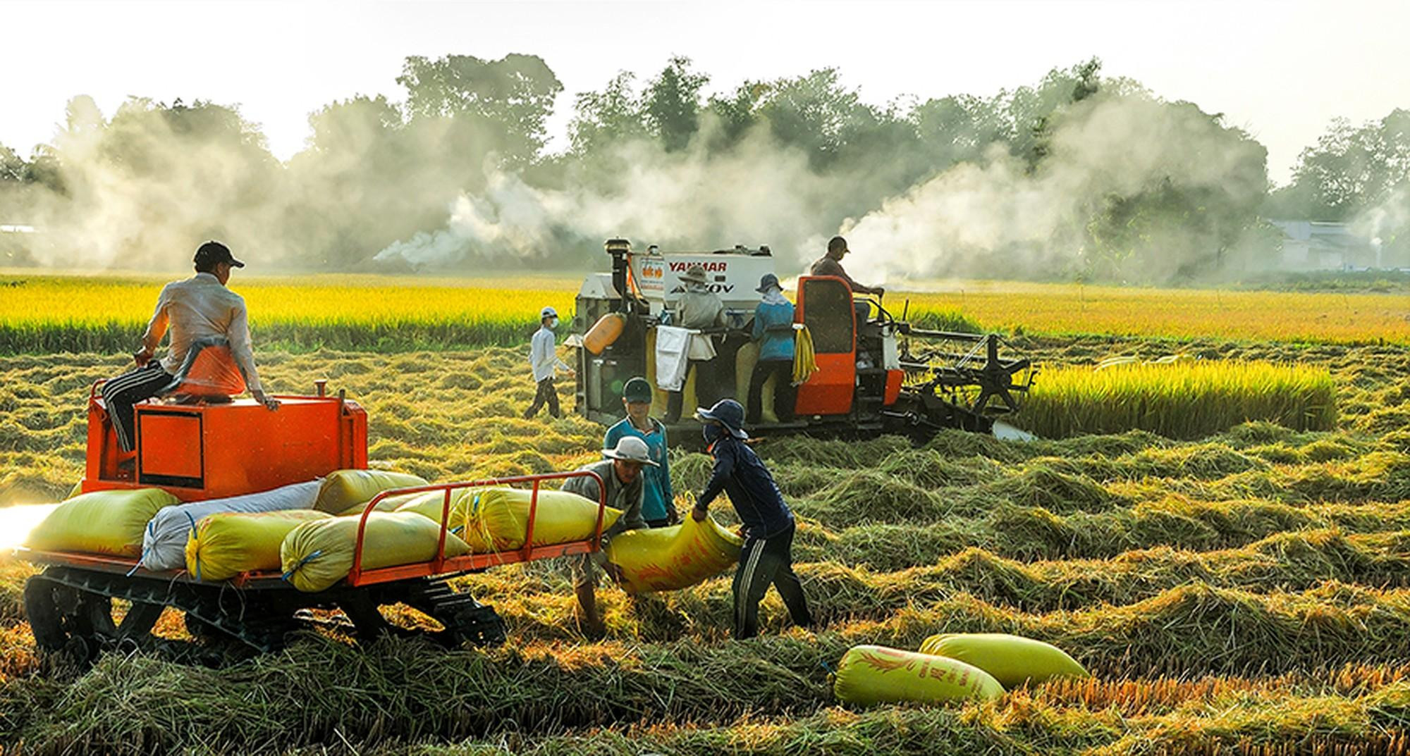 Крестьяне собирают созревший рис. Фото: Хиеу Минь Ву Крестьяне собирают созревший рис. Фото: Хиеу Минь Ву