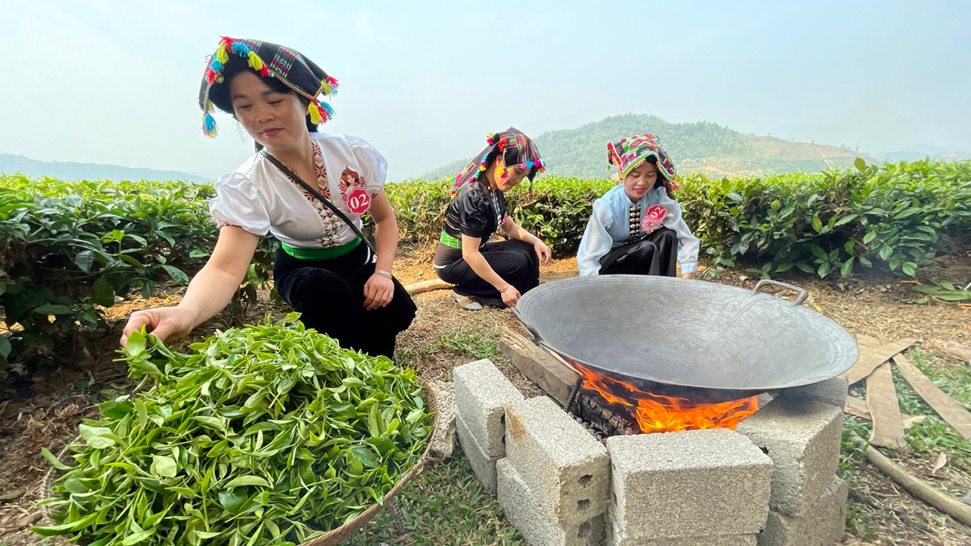 Фермеры Тануена готовятся к осушке бутонов чайных деревьев. Фермеры Тануена готовятся к осушке бутонов чайных деревьев.