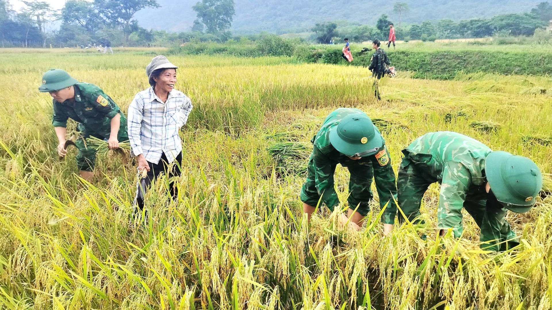 Пограничники как собирают рис, так и инструктируют людей, как это делать, чтобы убрать весь рис на поле. Люди счастливы, потому что в этом году урожай риса хороший. Пограничники как собирают рис, так и инструктируют людей, как это делать, чтобы убрать весь рис на поле. Люди счастливы, потому что в этом году урожай риса хороший.