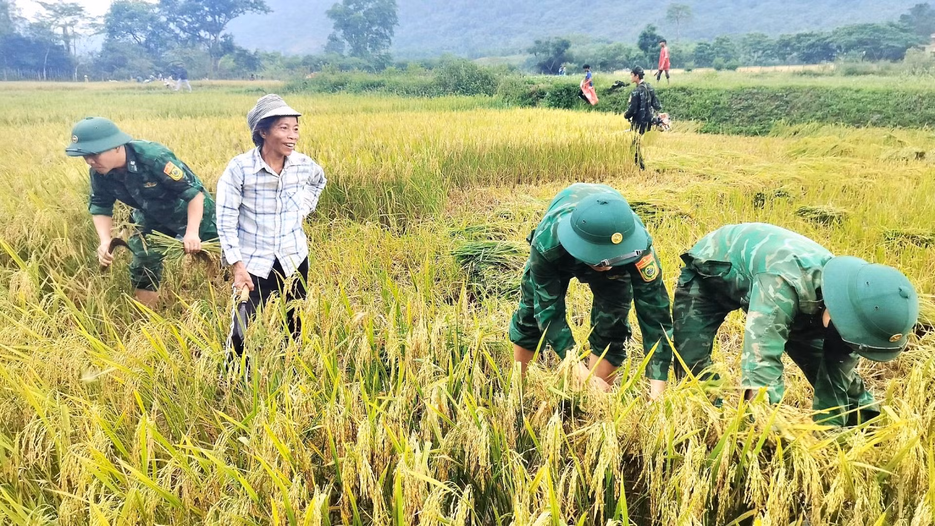 Пограничники как собирают рис, так и инструктируют людей, как это делать, чтобы убрать весь рис на поле. Люди счастливы, потому что в этом году урожай риса хороший.