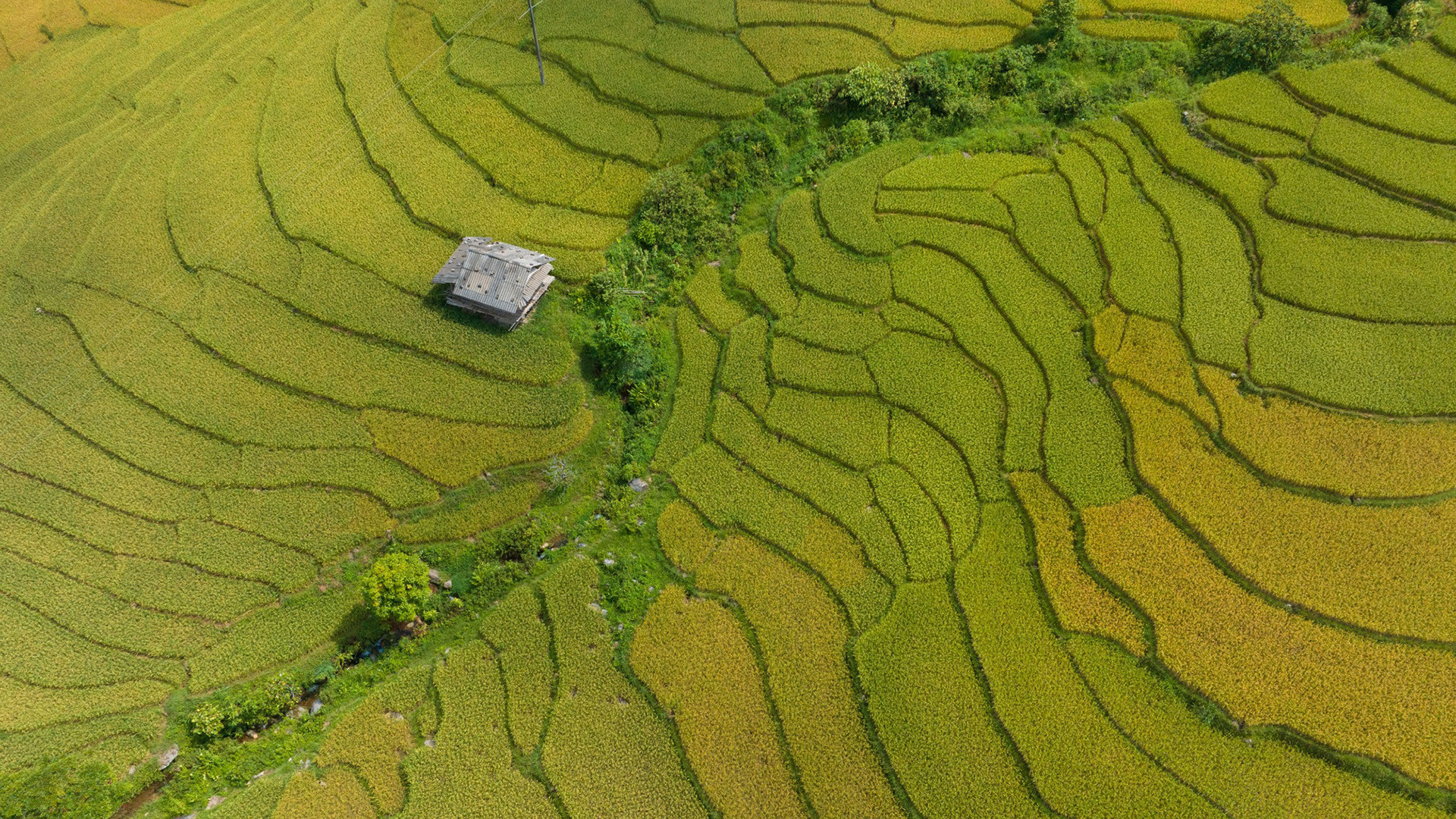 Г-н Нго заявил, что террасные рисовые поля в Намканге не такие обширные, как в селениях Таван и Лаотяй. В их районах есть лежат некоторые шалаши для отдыха и сторожевые хижины у местных жителей. То, что заставляет г-на Нго вернуться в Намканг, – это простая и умиротворяющая природная картина. Г-н Нго заявил, что террасные рисовые поля в Намканге не такие обширные, как в селениях Таван и Лаотяй. В их районах есть лежат некоторые шалаши для отдыха и сторожевые хижины у местных жителей. То, что заставляет г-на Нго вернуться в Намканг, – это простая и умиротворяющая природная картина.