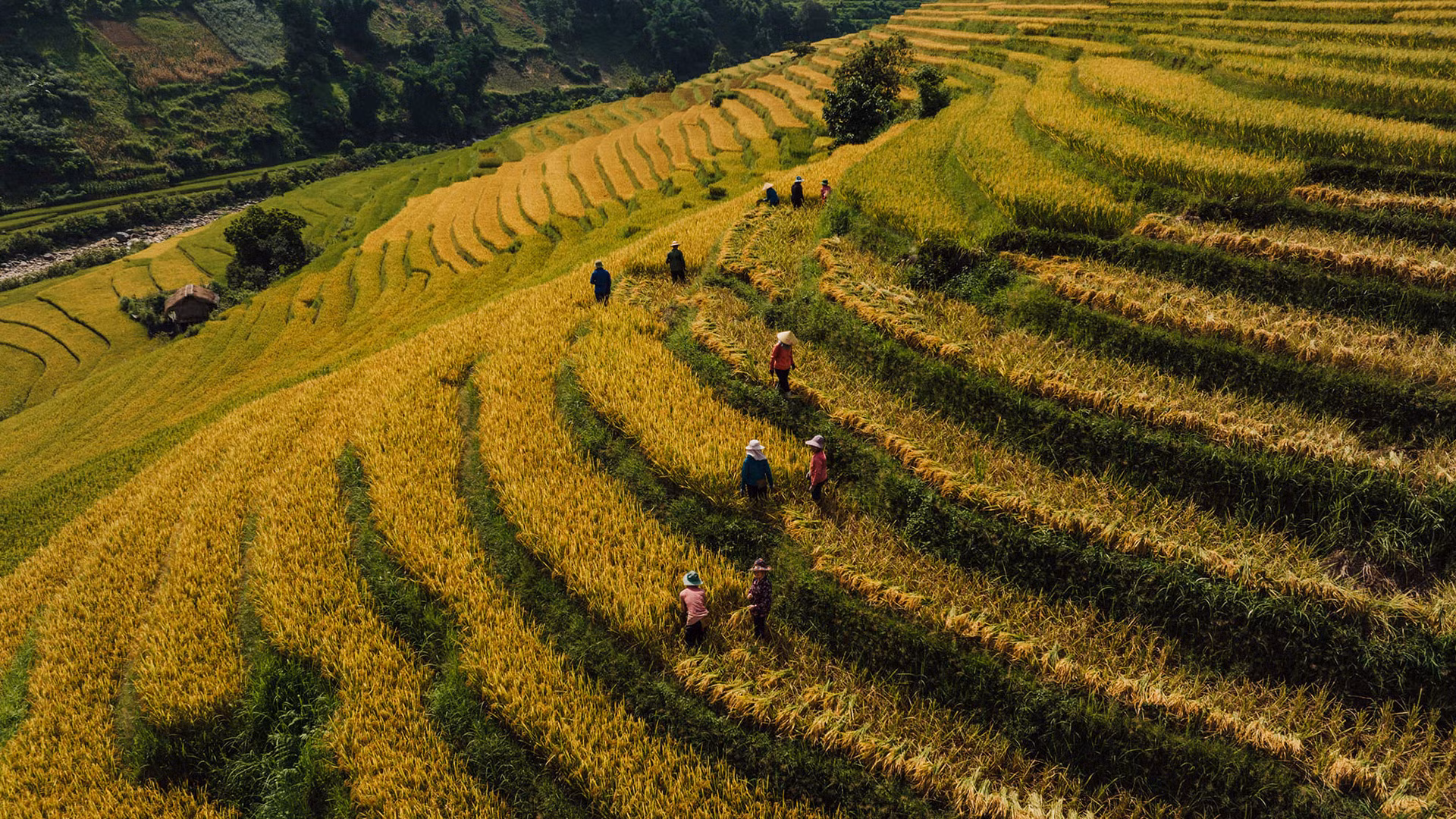 В этом году рис в Намканге созревает раньше, чем в некоторых других местах городка Шапа, таких как Мыонгхум и Шангмашао. Когда сюда прибыл г-н Нго, местами несколько семей собирали рис.