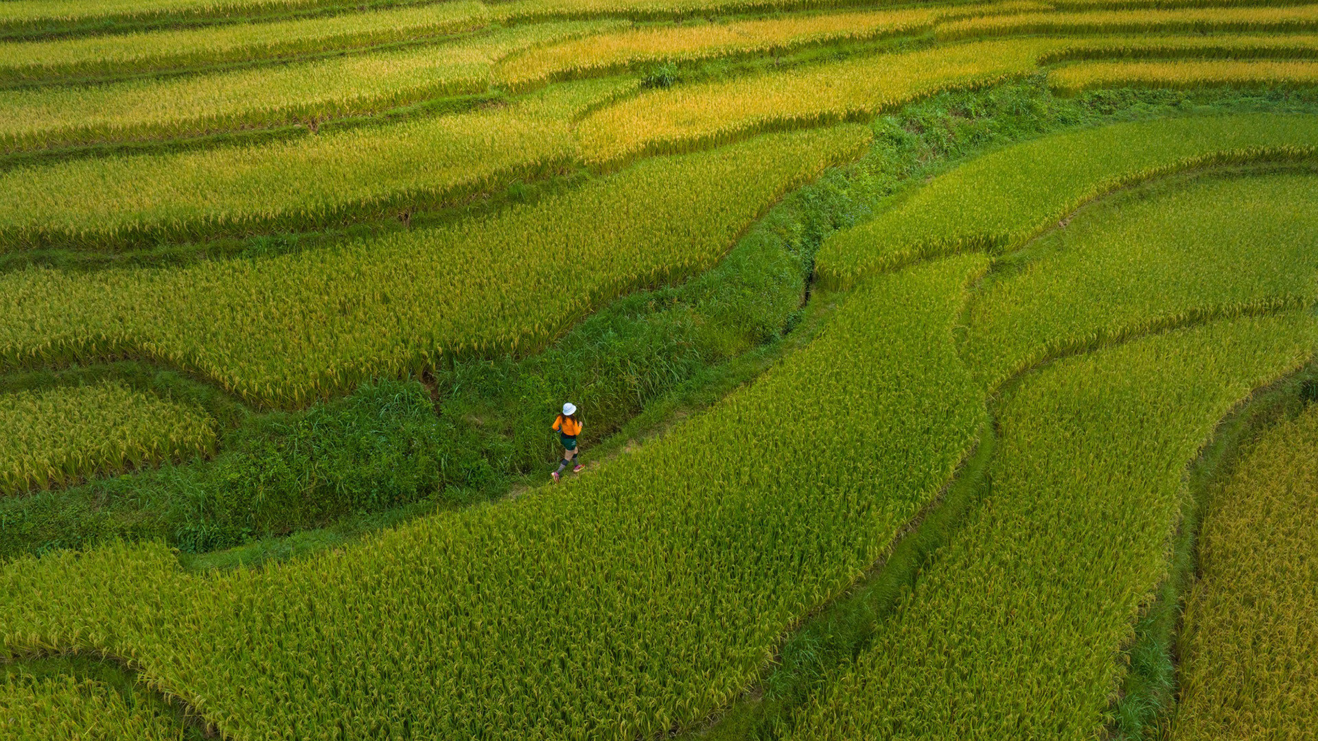 «Сезон спелого риса на высокогорье любят многие, поэтому количество посетителей в известных селениях, таких как Мыонгхум и Тафин, довольно велико. Если вы ищете безлюдное место, чтобы полюбоваться спелым рисом и повеселиться на полях, приезжайте в Намканг», – сказал г-н Нго. «Сезон спелого риса на высокогорье любят многие, поэтому количество посетителей в известных селениях, таких как Мыонгхум и Тафин, довольно велико. Если вы ищете безлюдное место, чтобы полюбоваться спелым рисом и повеселиться на полях, приезжайте в Намканг», – сказал г-н Нго.