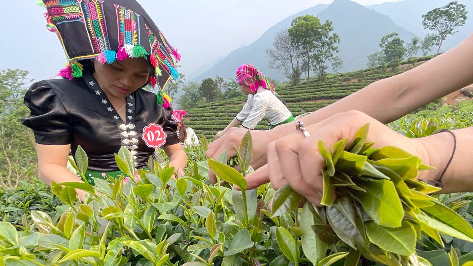 Чайные деревья приносят доходы и стабильную жизнь почти 7000 человек в населенных пунктах Тануена. Чайные деревья приносят доходы и стабильную жизнь почти 7000 человек в населенных пунктах Тануена.