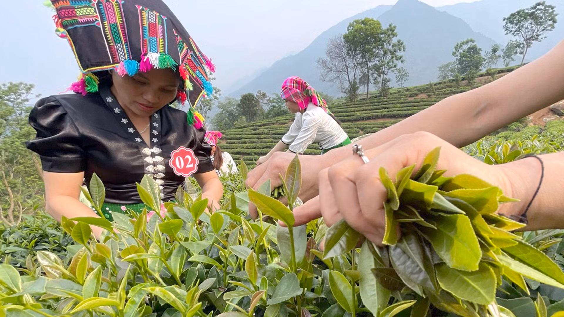 Чайные деревья приносят доходы и стабильную жизнь почти 7000 человек в населенных пунктах Тануена.