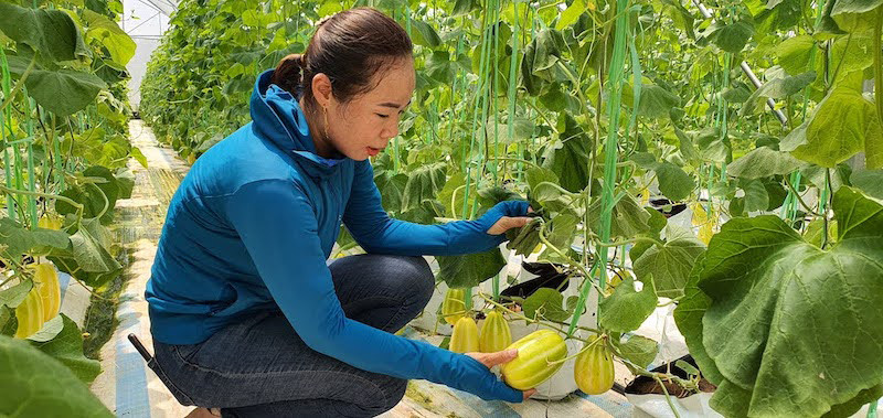Модель выращивания органических дынь в общине Куангтан уезда Дамха провинции Куангнинь. Модель выращивания органических дынь в общине Куангтан уезда Дамха провинции Куангнинь.