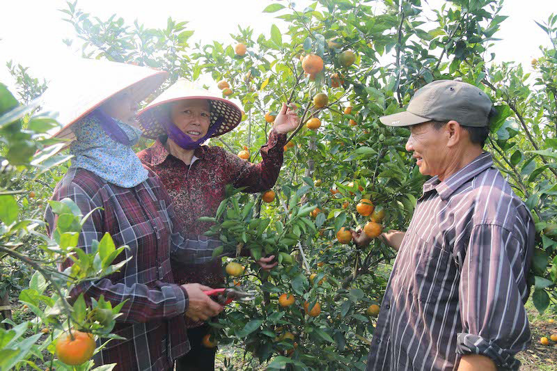 Модель выращивания апельсинов в общине Вьетзан городского уезда Донгчиеу провинции Куангнинь. Модель выращивания апельсинов в общине Вьетзан городского уезда Донгчиеу провинции Куангнинь.