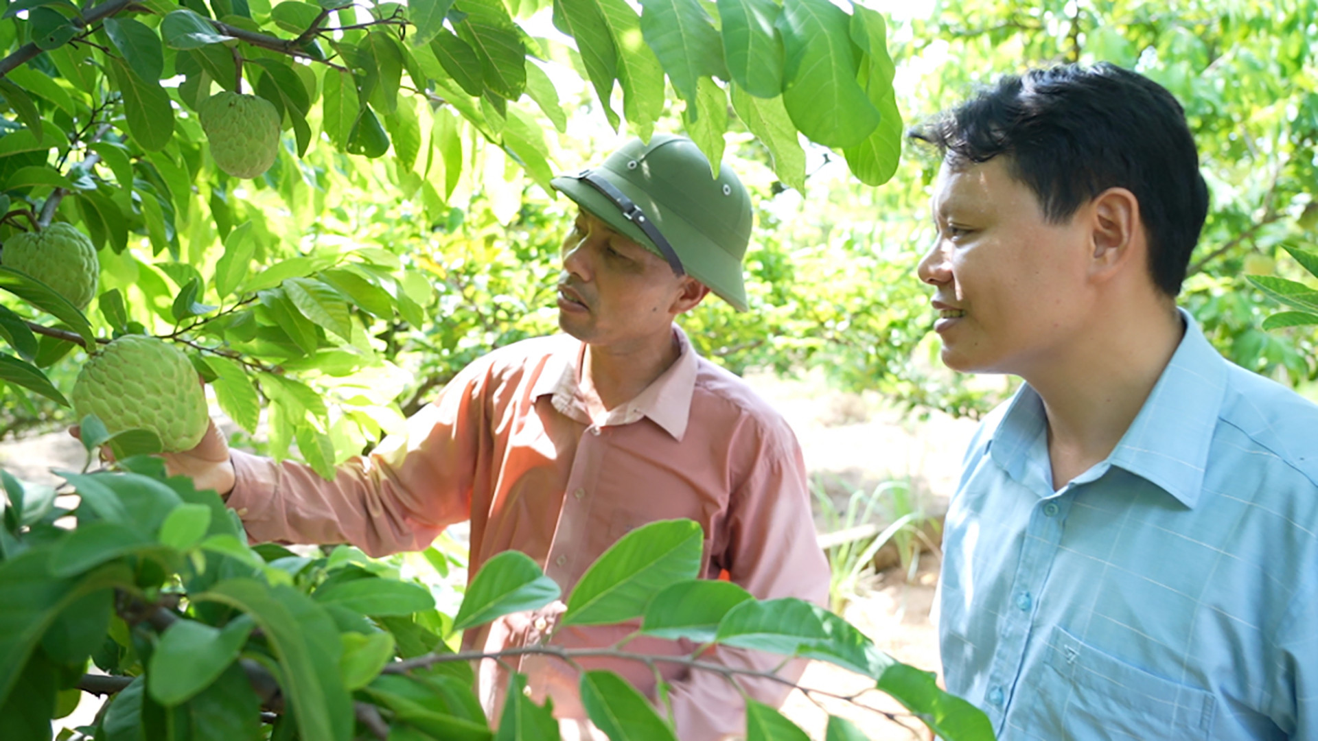 Модель выращивания заварных яблок в общине Вьетзан городского уезда Донгчиеу провинции Куангнинь приносит высокую экономическую эффективность. Модель выращивания заварных яблок в общине Вьетзан городского уезда Донгчиеу провинции Куангнинь приносит высокую экономическую эффективность.