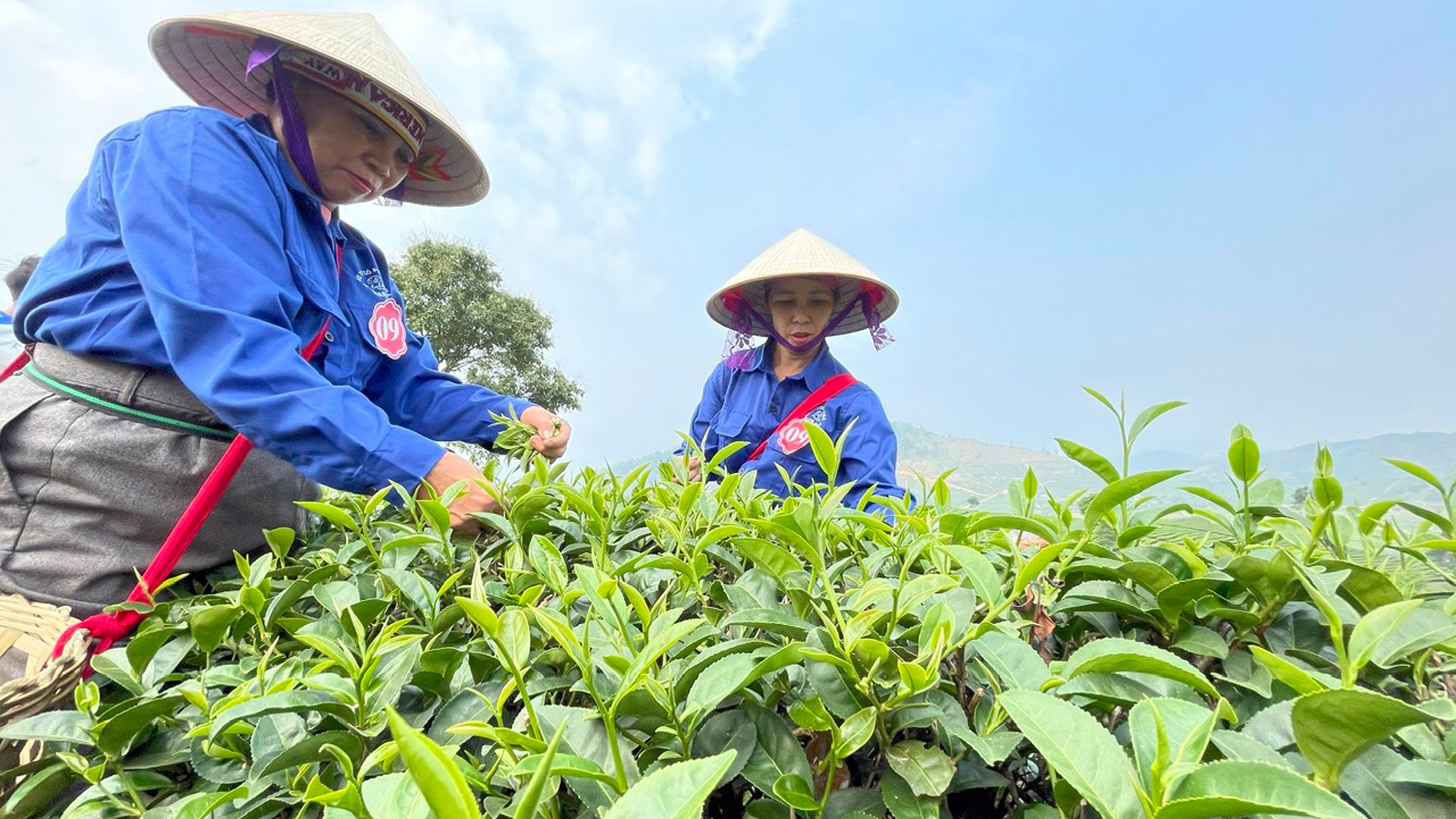 Чайные деревья выращивают на земле Тануена с 1968-х годов прошлого века. Чайные деревья выращивают на земле Тануена с 1968-х годов прошлого века.