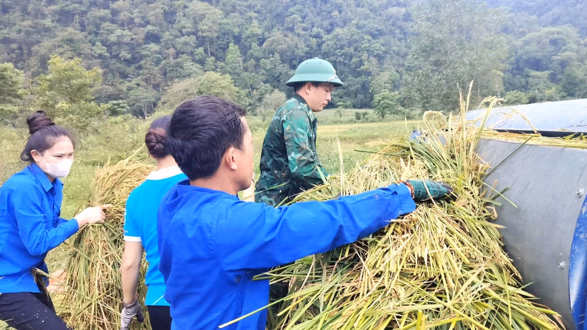 Комсомольцы общины Тхыонгхоа вместе с пограничниками отправились в поле, чтобы помочь людям Рук собрать урожай риса.