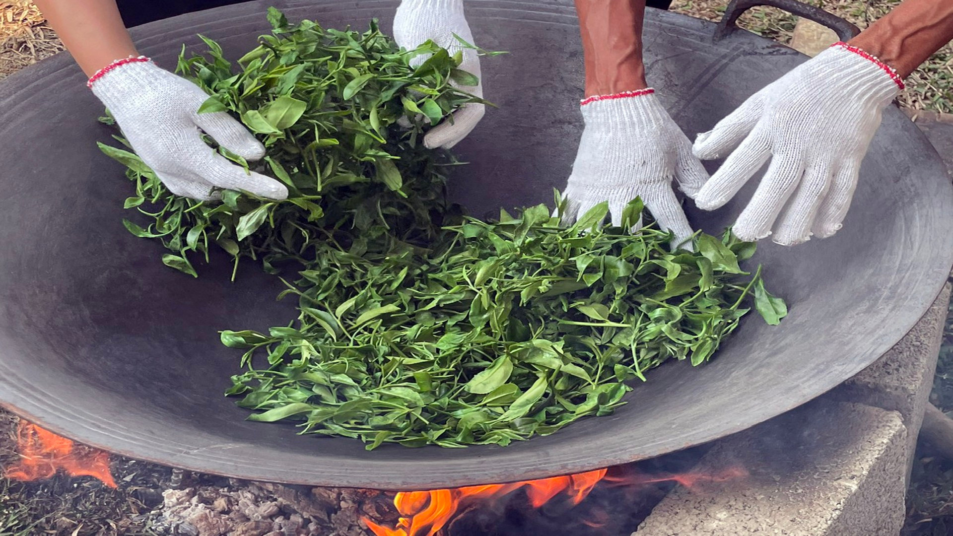 Умелые руки людей этой местности и их многолетний опыт позволяют производить вкусные партии чая с высокой экономической ценностью. Умелые руки людей этой местности и их многолетний опыт позволяют производить вкусные партии чая с высокой экономической ценностью.