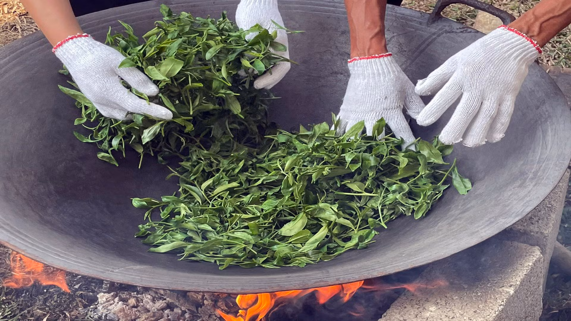 Умелые руки людей этой местности и их многолетний опыт позволяют производить вкусные партии чая с высокой экономической ценностью.
