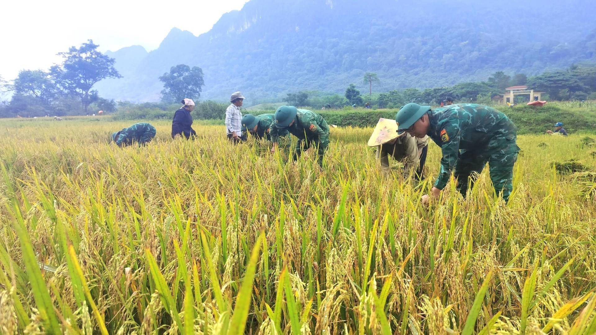 Проект по вырашиванию влажного риса Руклан был осуществлен Командованием пограничной службы провинции Куангбинь много лет назад на площади 10 гектаров с целью помочь людям Рук (народность Тьыт) в 3 селениях Он, Йенхоп и Моооо общины Тхыонгхоа узнать о том, как производить влажный рис, тем самым активно создавая местные источники продовольствия. Проект по вырашиванию влажного риса Руклан был осуществлен Командованием пограничной службы провинции Куангбинь много лет назад на площади 10 гектаров с целью помочь людям Рук (народность Тьыт) в 3 селениях Он, Йенхоп и Моооо общины Тхыонгхоа узнать о том, как производить влажный рис, тем самым активно создавая местные источники продовольствия.