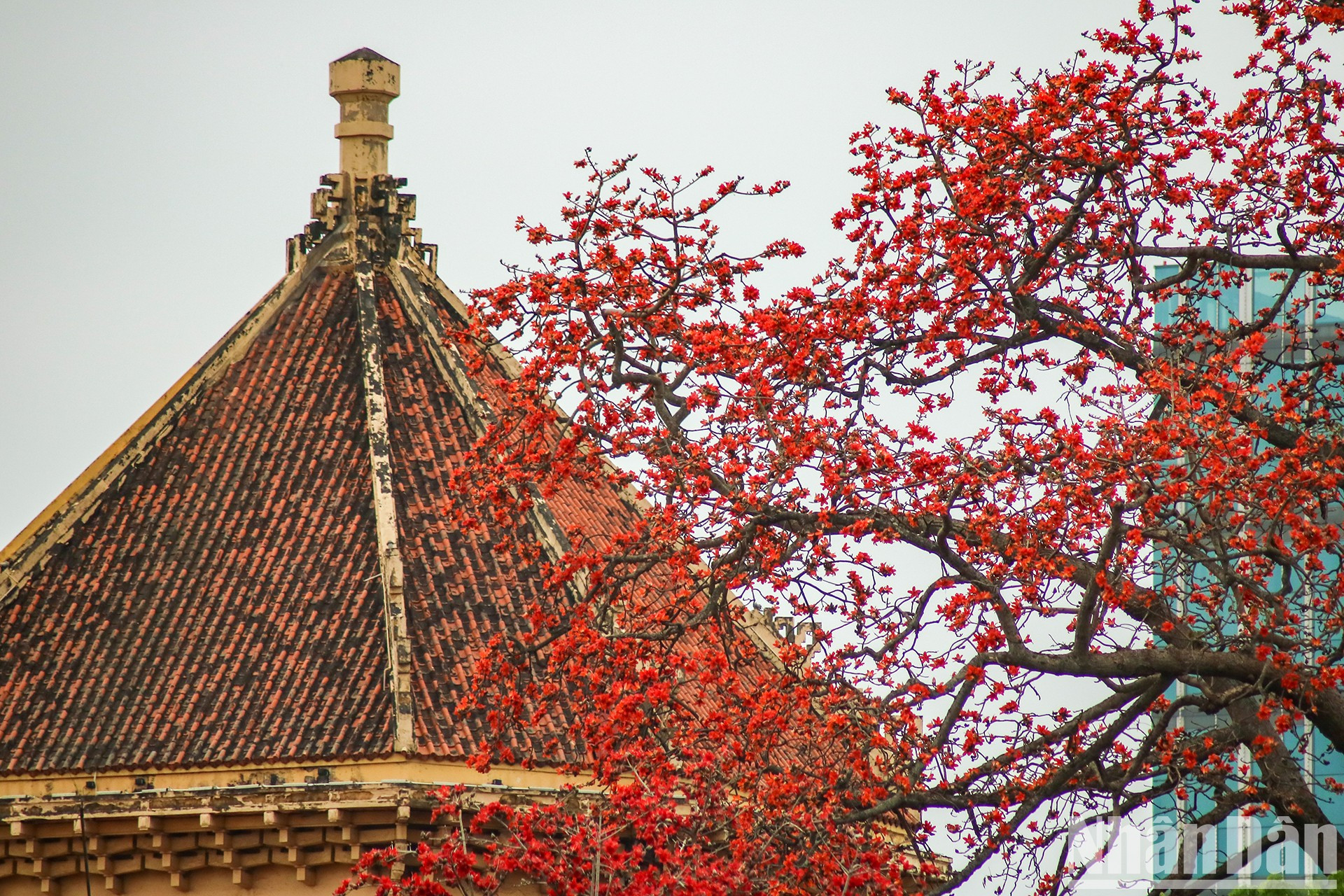 Когда наступает март, Ханой погружается в красные цветы бомбакса сейбы. Когда наступает март, Ханой погружается в красные цветы бомбакса сейбы.