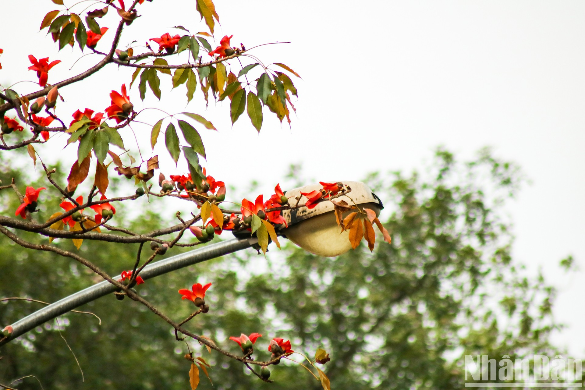 Дерево бомбакса сейбы – тропическое растение с высоким и прямым стеблем с листопадом зимой. Дерево бомбакса сейбы – тропическое растение с высоким и прямым стеблем с листопадом зимой.