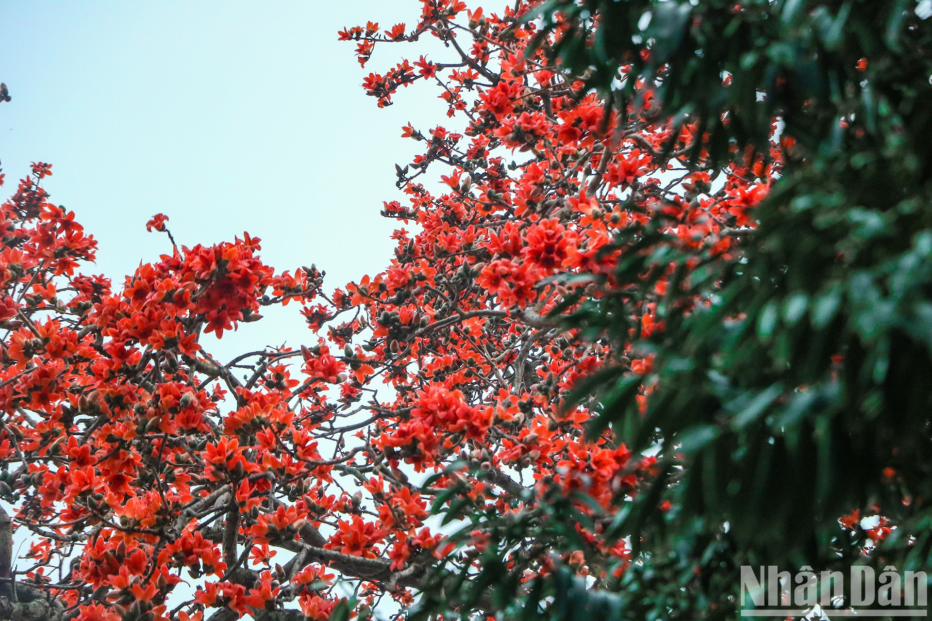 Цветы бомбакса сейбы всегда оставляют красивую память у многих людей. Цветы бомбакса сейбы всегда оставляют красивую память у многих людей.