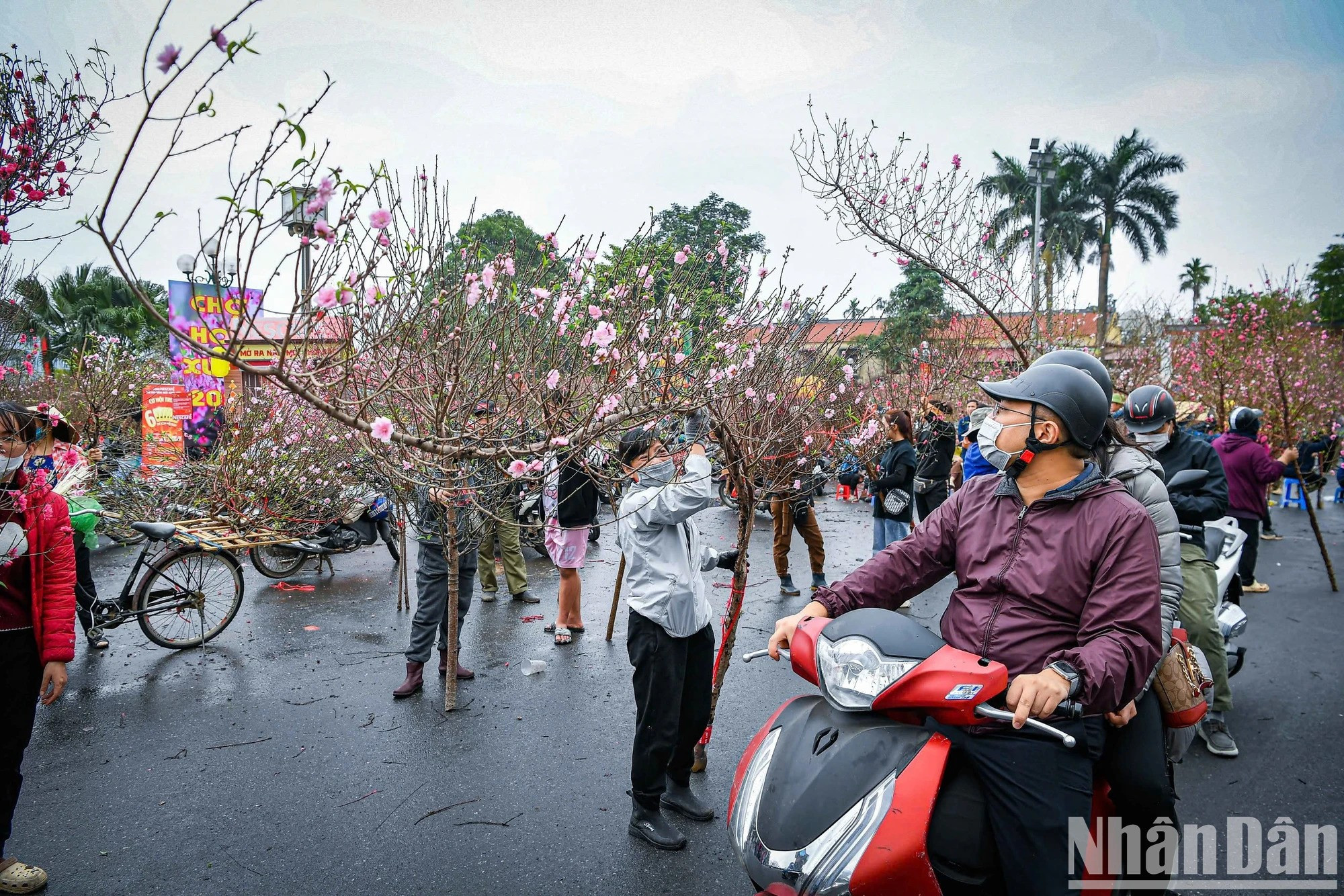 Изогнутые ветки персика пользуются большой популярностью у местных людей. Изогнутые ветки персика пользуются большой популярностью у местных людей.