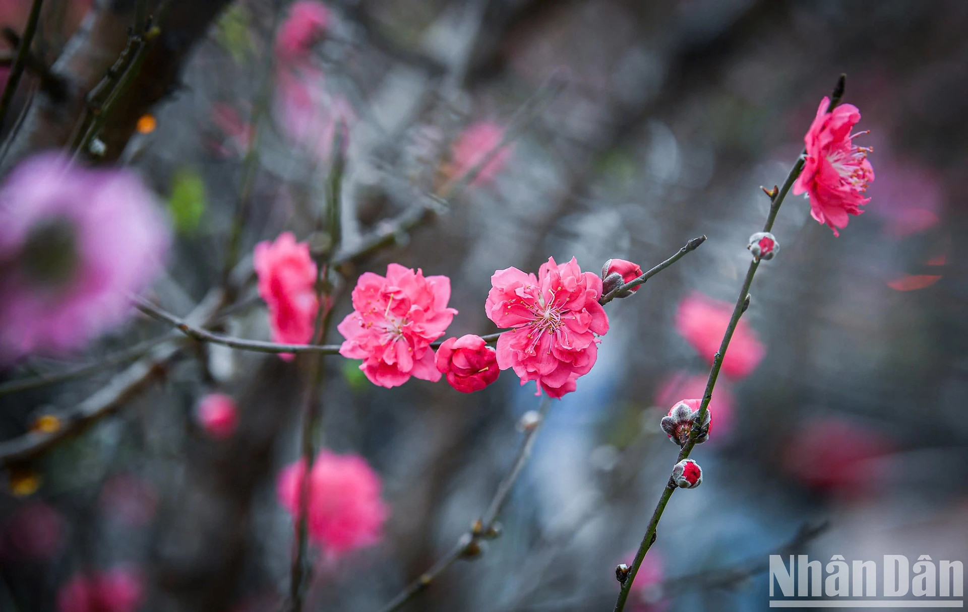 Яркие персиковые цветы на цветочном рынке Куангба во второй половине дня 26 декабря по лунному календарю. Яркие персиковые цветы на цветочном рынке Куангба во второй половине дня 26 декабря по лунному календарю.