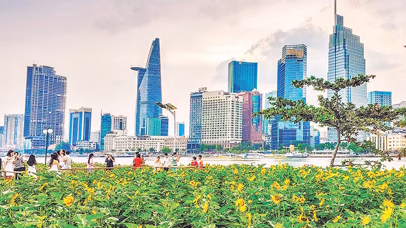 Поле подсолнечника ярко цветет на берегах реки Сайгон во время Тэта Жап Тхин. Фото: Хыу Лонг