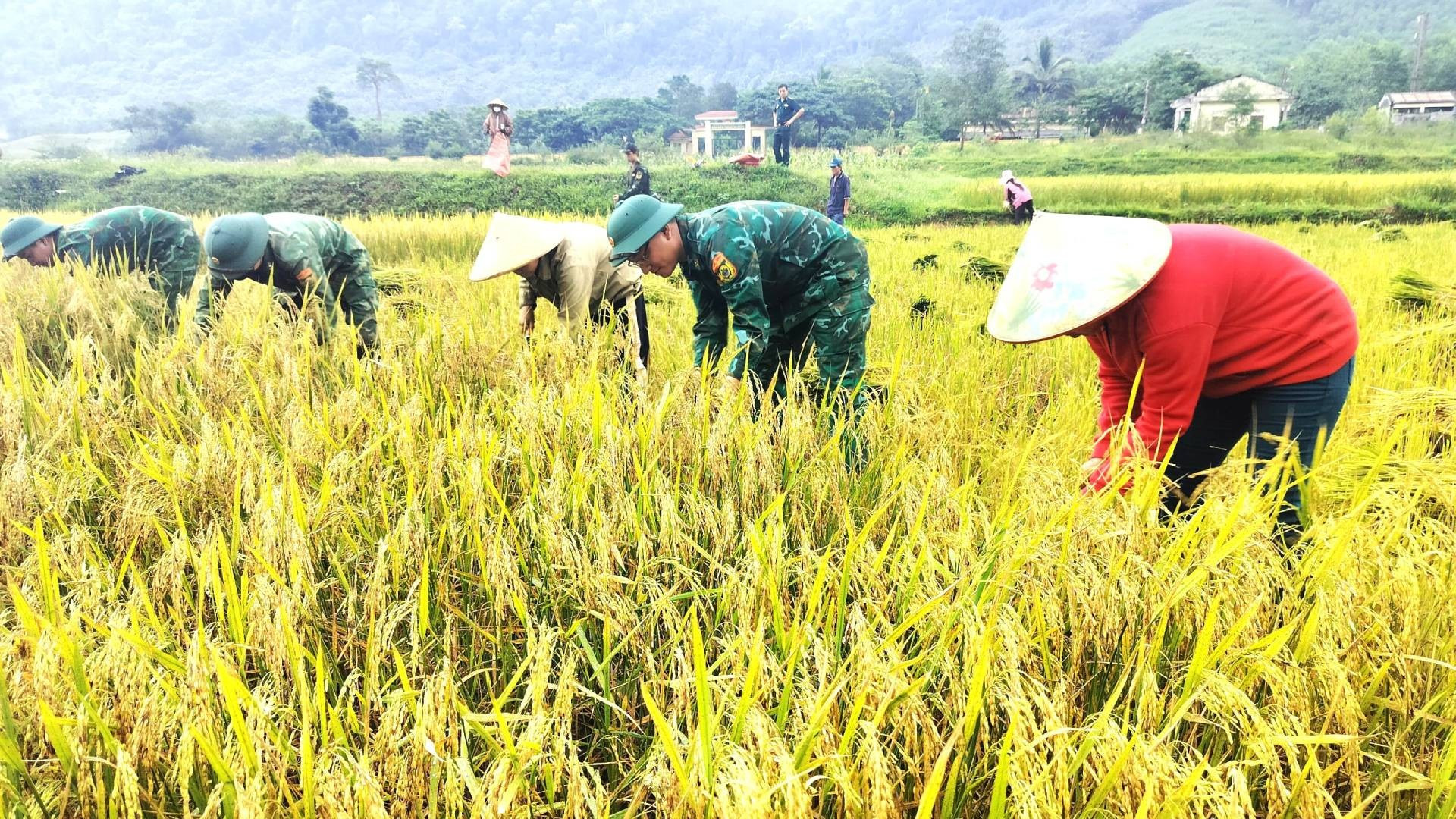 С самого раннего утра многие люди вместе с пограничниками отправились в поле для сбора риса. С самого раннего утра многие люди вместе с пограничниками отправились в поле для сбора риса.