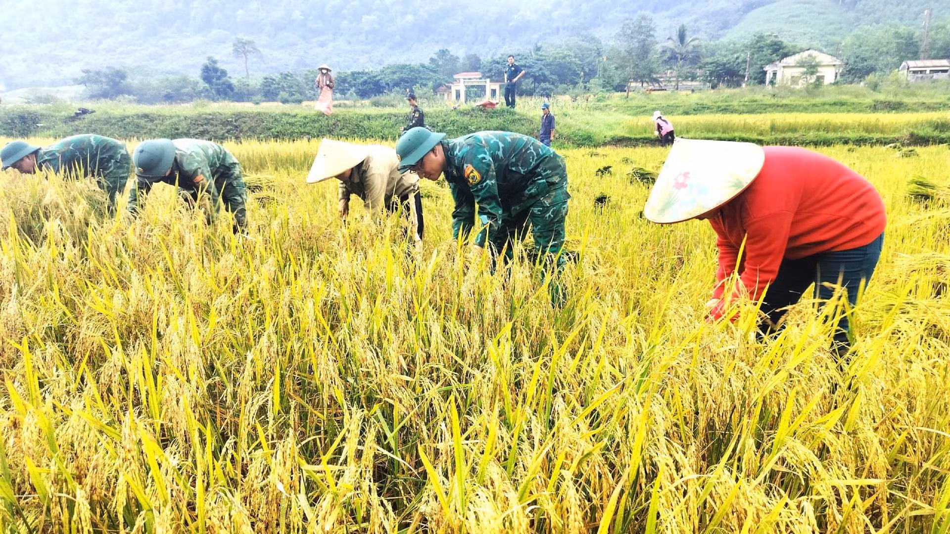 С самого раннего утра многие люди вместе с пограничниками отправились в поле для сбора риса.