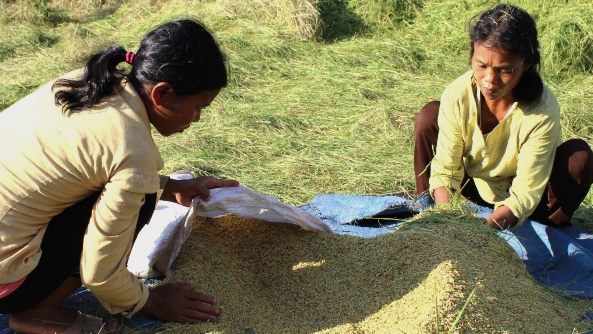 Этот год является самым урожайным за всю историю. Таким образом, у людей Рук есть больше источников продовольствия, чтобы обеспечить свою жизнь в ближайшие месяцы в период наводнений. Этот год является самым урожайным за всю историю. Таким образом, у людей Рук есть больше источников продовольствия, чтобы обеспечить свою жизнь в ближайшие месяцы в период наводнений.