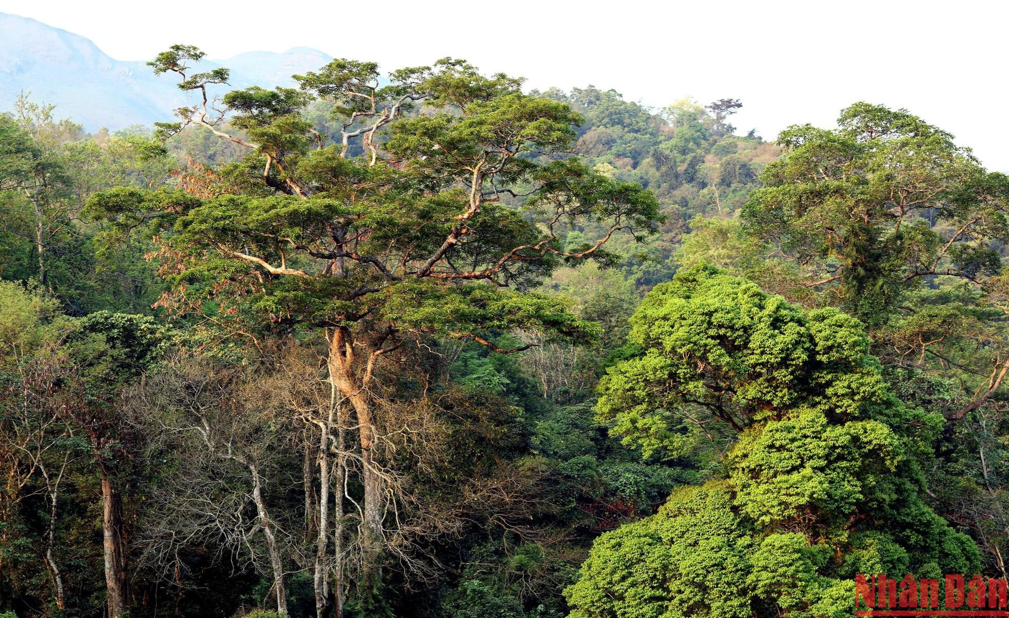 Первобытный лес бережно охраняется местными жителями. Первобытный лес бережно охраняется местными жителями.