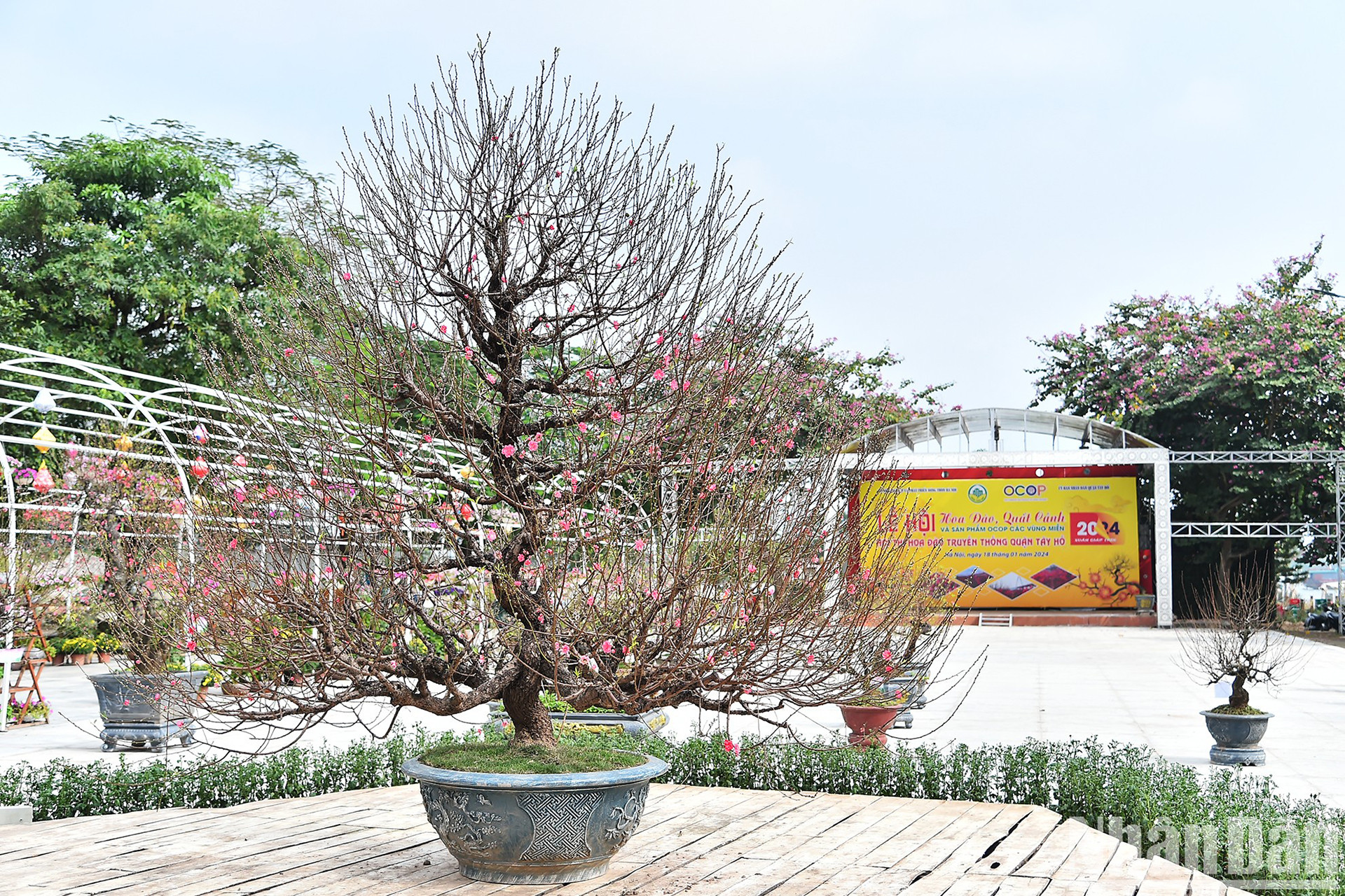 В рамках серии мероприятий Фестиваля декоративных персиковых деревьев, кумкватов и продукции OCOP в честь Весны Жап Тхин 2024 года Департамент сельского хозяйства и развития деревни г. Ханоя совместно с Народным комитетом района Тэйхо проводит традиционный конкурс персика района Тэйхо.