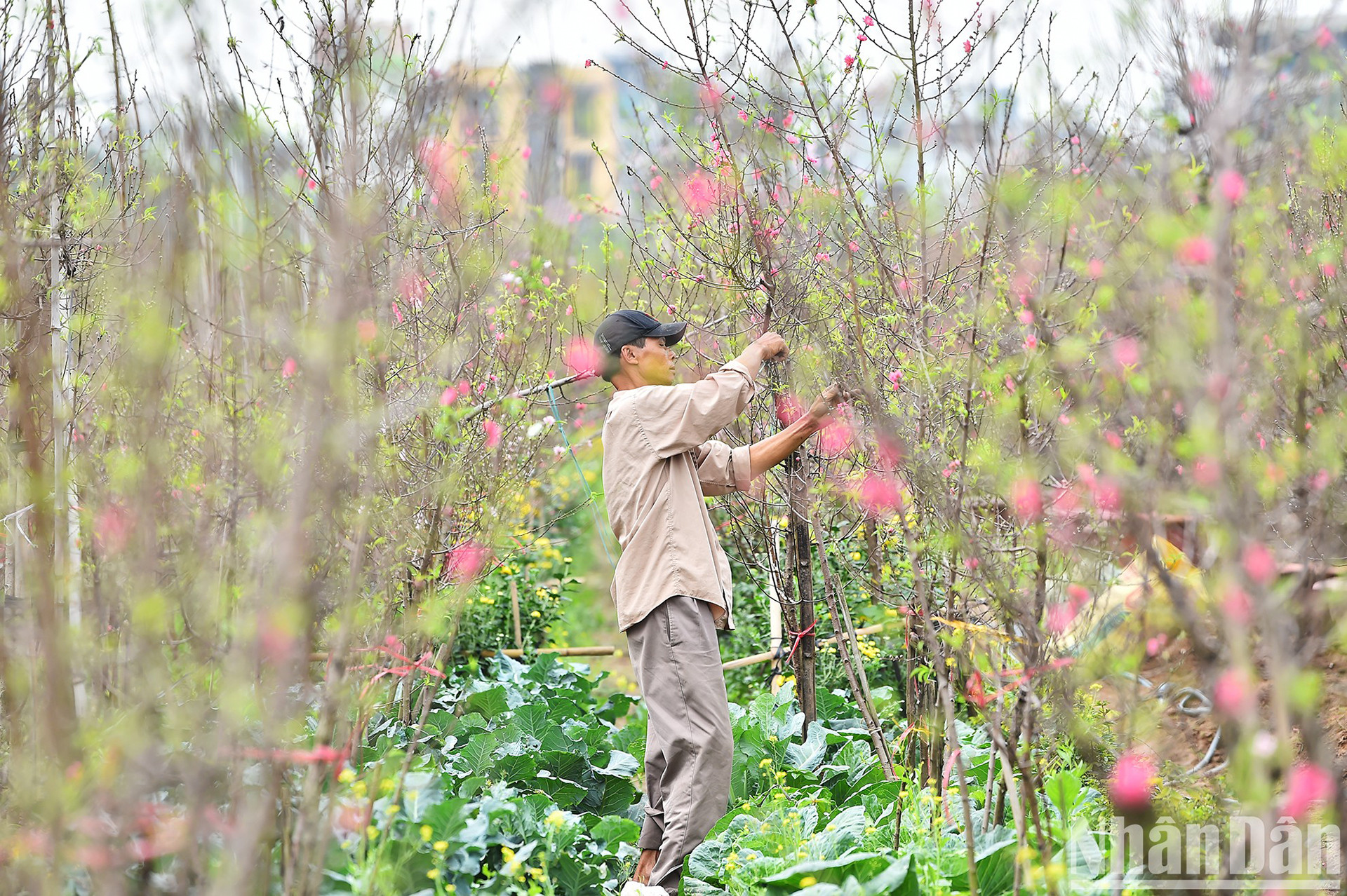 Садоводы в деревне Няттан заняты уходом за персиковыми деревьями, чтобы у них были самые красивые деревья для обслуживания жителей и туристов во время Тэта Нгуен Дан.