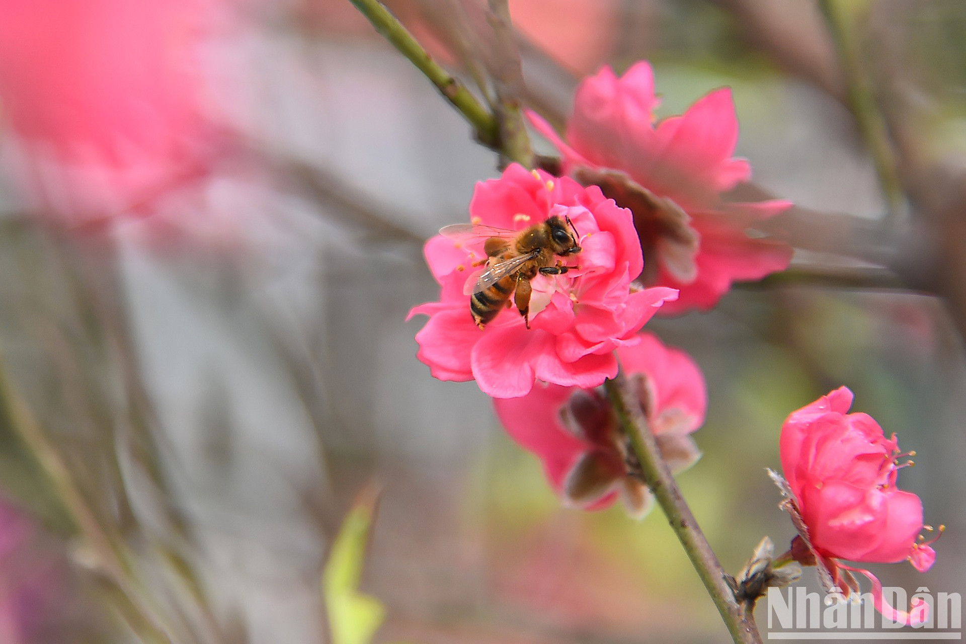 Персик Няттан уже давно стал культурным символом во время Тэта для жителей Ханоя. Когда ярко цветут цветы персика Няттан, это предвещает приближение Тэта.