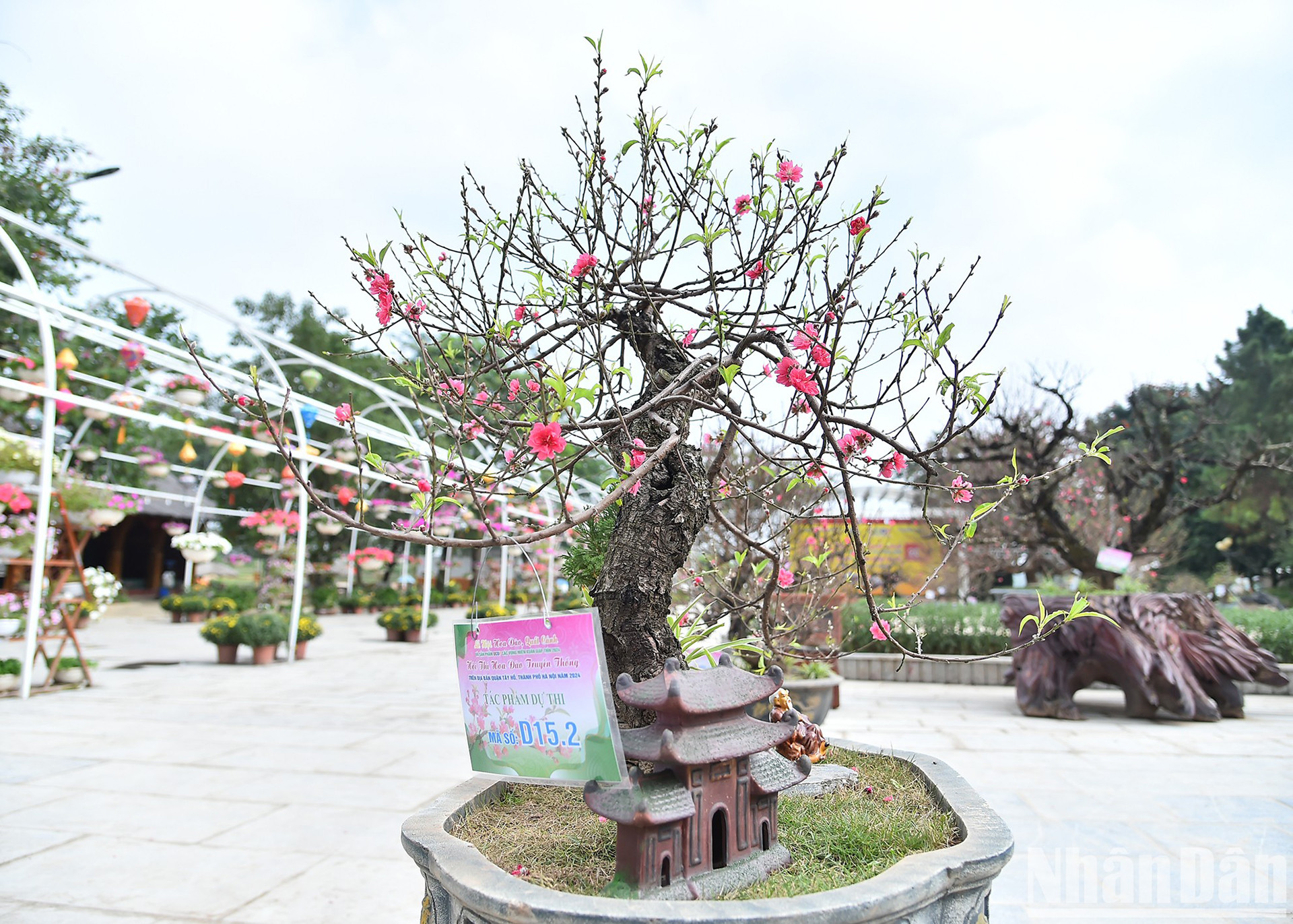 Работы, участвующие в конкурсе этого года, – это персиковые деревья бонсай, древние персиковые деревья, традиционные персиковые деревья Тхаттхон со множеством форм, за которыми тщательно ухаживают, чтобы передать значимое послание о сохранении и развитии исторических и культурных сельскохозяйственных ценностей персиковой деревни Няттан.