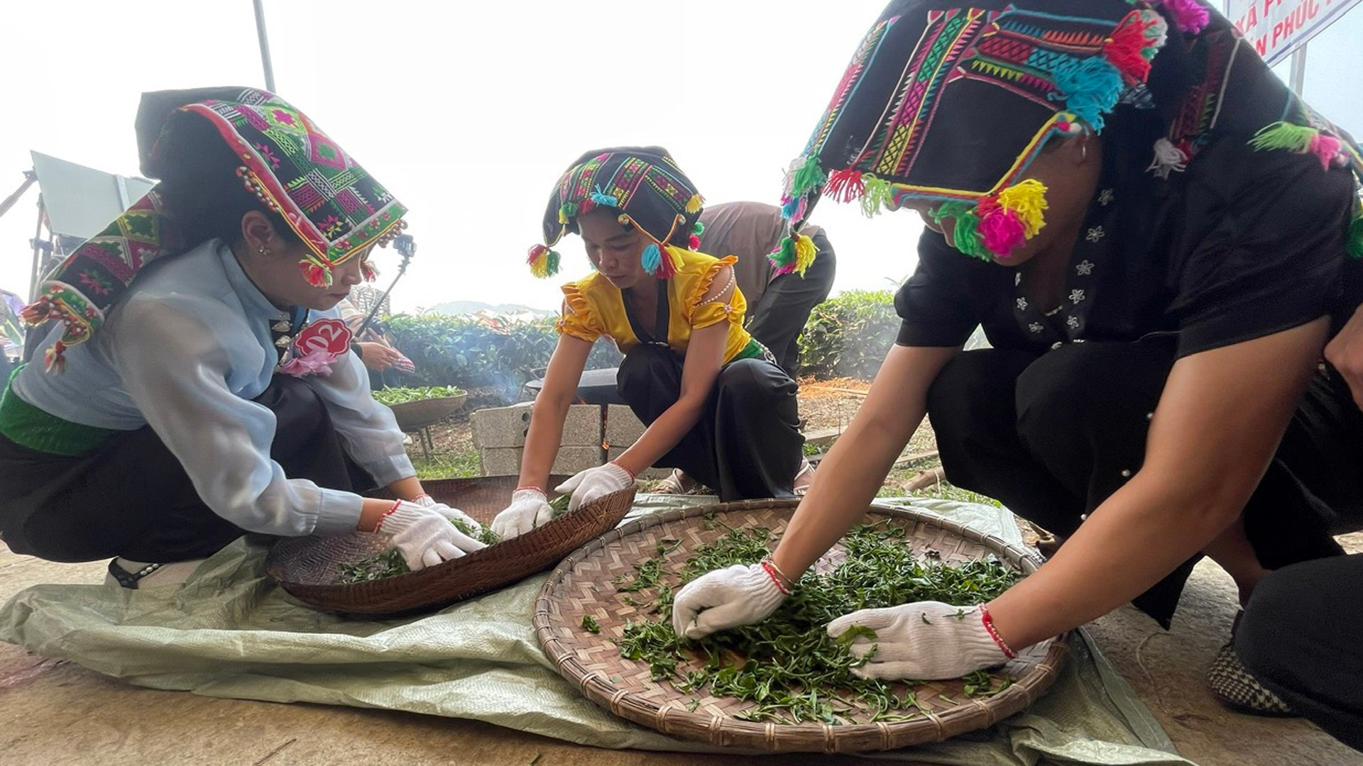 Для получения красивых курчавых чайных листьев также очень важен процесс скручивания чайных листьев. Для получения красивых курчавых чайных листьев также очень важен процесс скручивания чайных листьев.