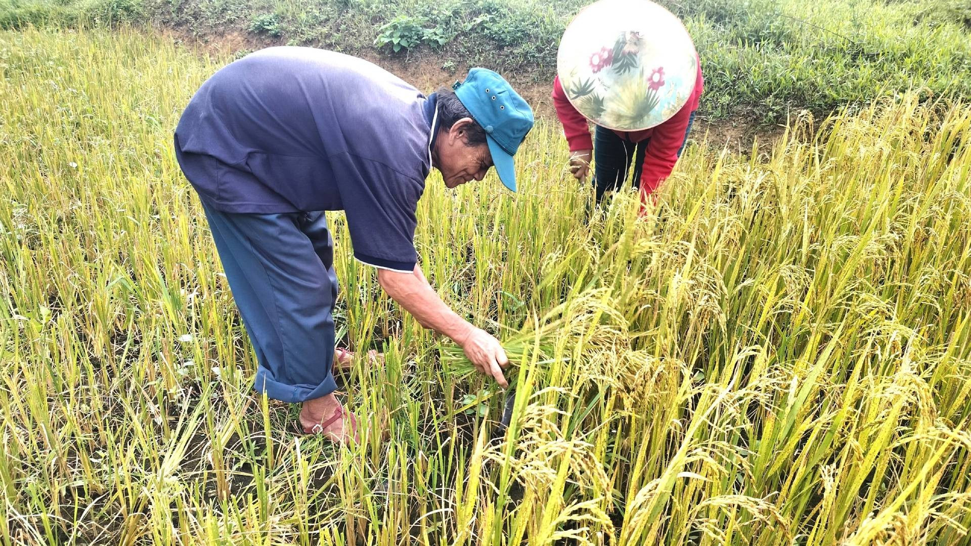 Благодаря рисовому полю Руклан люди Рук впервые узнали о влажном рисе и о том, как его выращивать. Благодаря рисовому полю Руклан люди Рук впервые узнали о влажном рисе и о том, как его выращивать.