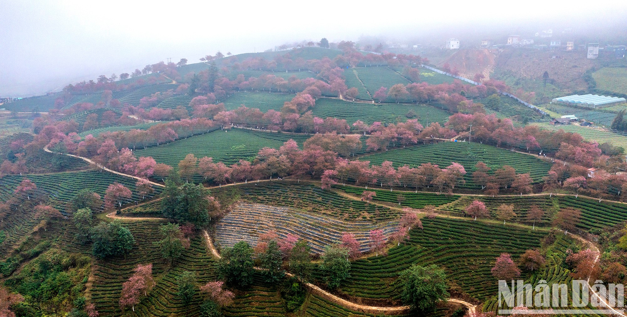 Чайная плантация, если смотреть издалека или сверху, выглядит еще более волшебной. Чайная плантация, если смотреть издалека или сверху, выглядит еще более волшебной.